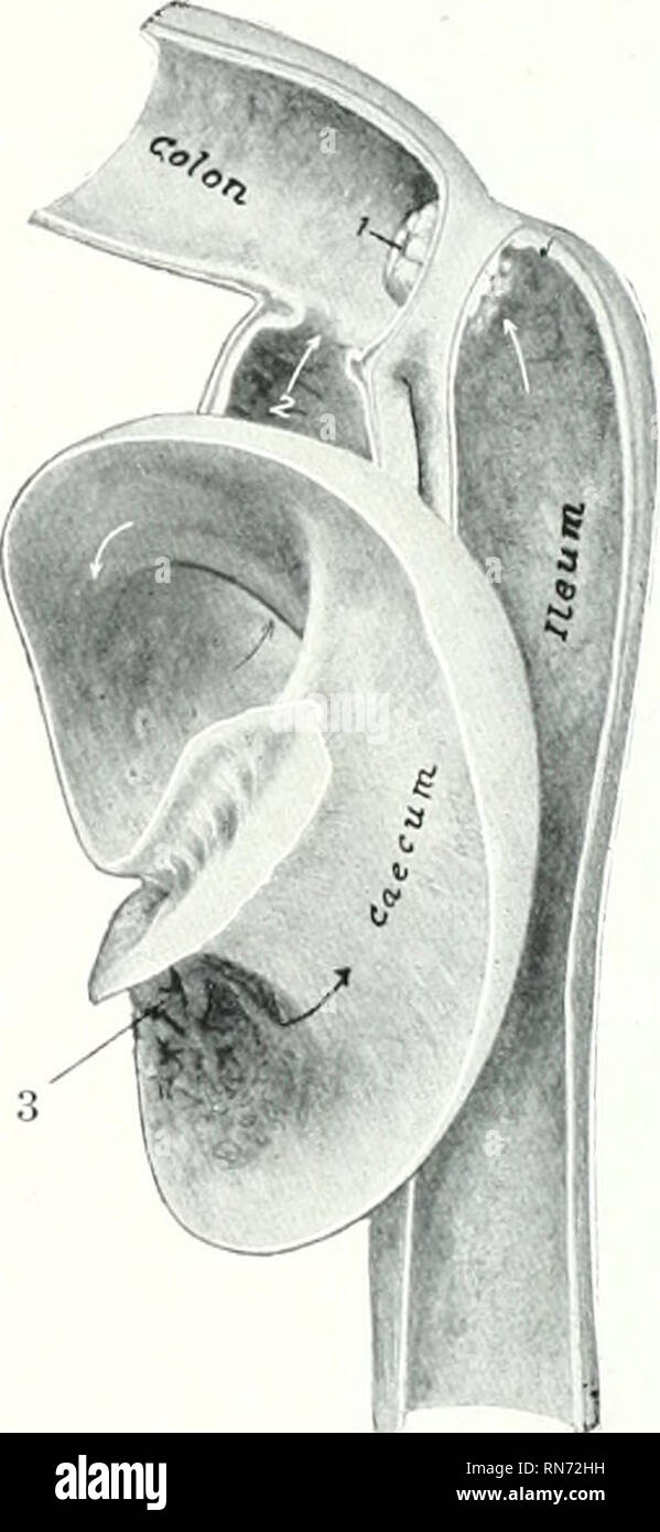 . L'anatomie de l'animal domestique. Anatomie vétérinaire. 502 SYSTÈME