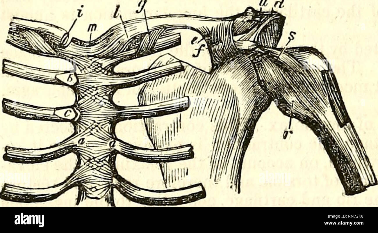 . L'anatomie du corps humain. L'anatomie humaine ; l'anatomie. 136 ARTHROLOGT. Fig. 69. u /7. L'articulation acromio-claviculaire (fig. 69). Surfaces articulaires.-la clavicule et l'acromion s'opposer les uns aux autres processus d'un avion, elliptique, avec son plus grand diamètre réalisé d'avant en arrière. La surface articulaire de la clavicule paraît quelque peu obliquement vers le bas et vers l'extérieur, la facette acromial ressemble à l'oblique vers le haut et vers l'intérieur. L'étendue de ces surfaces va- ries considérablement dans certains cas, dépendant du degré de l'exercice pour lequel le joint est soumis.* moyen d'Union et Provis Banque D'Images