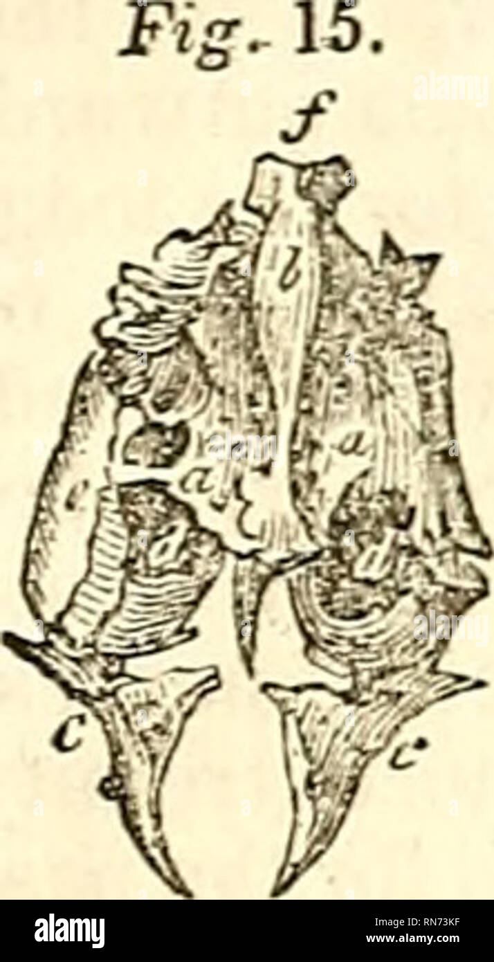 . L'anatomie du corps humain. L'anatomie humaine ; l'anatomie. 40 OSTÉOLOGIE.. un côté.* L'Os Ethmoïde (gigues. 15 et 16). L'ethmoïde est ainsi nommé du mot grec r)dfj.bc, un tamis, parce qu'il est perforé avec un certain nombre de foramina ; il est placé dans la partie antérieure et médiane de la base du crâne, mais appartient plutôt à la face et du nez fossee. Il est compris entre l'encoche médiane de la partie orbitale de la frontale et le sphenoid. C'est une os symétrique d'une figure cuboïdes, composé de trois parties une partie médiane ou plaque cribriforme, et deux masses latérales. Plaque cribriforme.- Banque D'Images