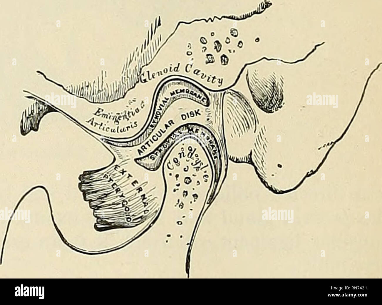 . Anatomie, descriptif et appliquée. L'anatomie. Fig. 230.-Mâchoire articulation. Le stylomandibular Qigamentum ligament interne) stylomandibulare (Fig. 230) est un groupe spécialisé de la fascia cervical, qui s'étend de près de l'apex de la processus styloïde de l'os de l'angle postérieur et frontière de la branche montante du maxillaire inférieur, entre les muscles masséters et ptérygoïde interne. Ce ligament sépare la parotide, à partir de la glande sous-maxillaire, et a joint à sa face interne une partie des fibres d'origine du Stylo- glossus muscle. Bien que généralement classé parmi les l Banque D'Images