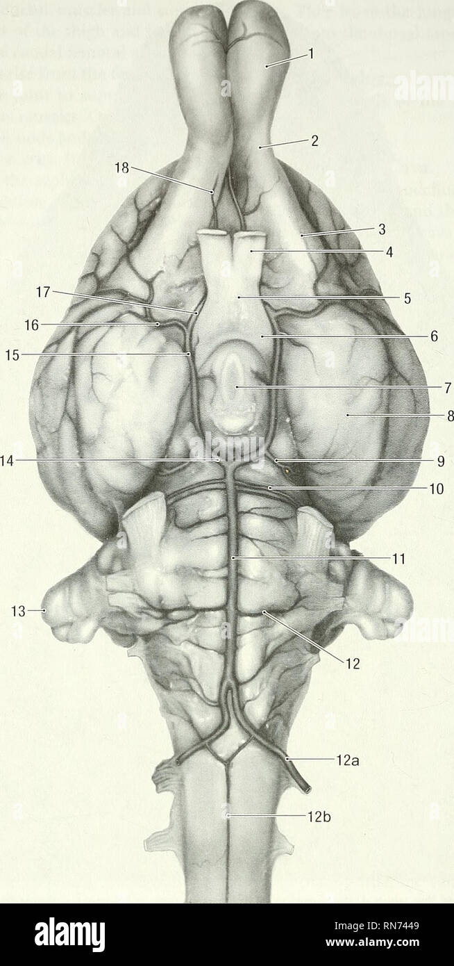 . Anatomie de la marmotte commune (Marmota monax). Marmotte commune ; les mammifères. 134 Anatomie de la Marmotte commune, Marmota monax. Fig. 9-6. Artères du cerveau, vue ventrale. 1 bulbe olfactif, pédoncule olfactif 2, 3, 4'appareil olfactif latéral nerf optique chiasma optique, 5, 6, 7 voies optiques, hypophyse 8 pédoncule olfactif cérébral caudal, 9 a., 10 a. cérébelleux rostral, 11 a., 12 basilaire cérébelleuse caudale a., 12A, 12a. vertébrale b moelle épinière ventrale a., 13, 14 communication paraflocculus caudal, 15. Un cercle artériel cérébral, une cérébrale 16., 17 et 18 un cérébral rostral. La veine de la lèvre supérieure, c. labiali Banque D'Images