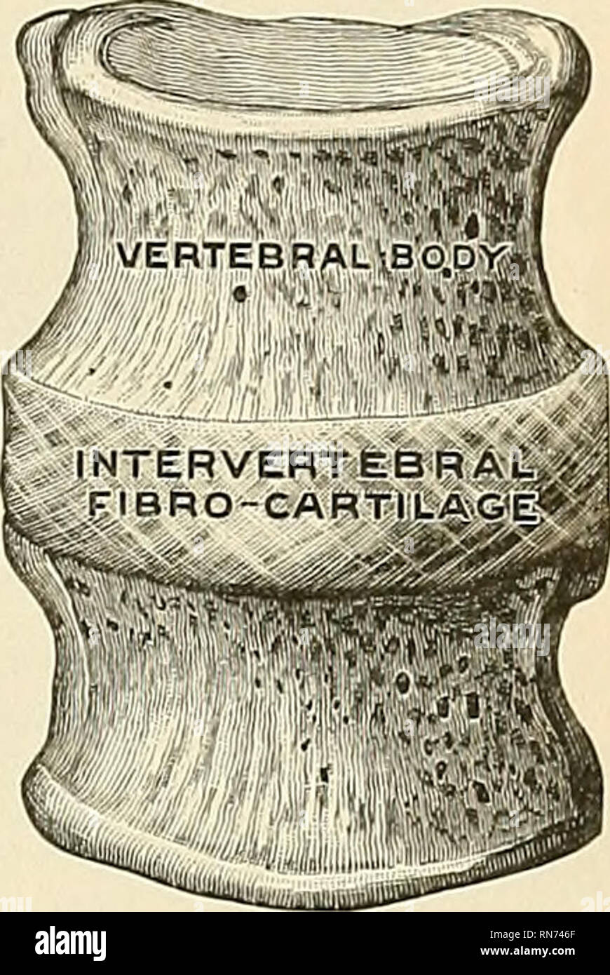 Vertebral Bodies Banque d'image et photos - Alamy