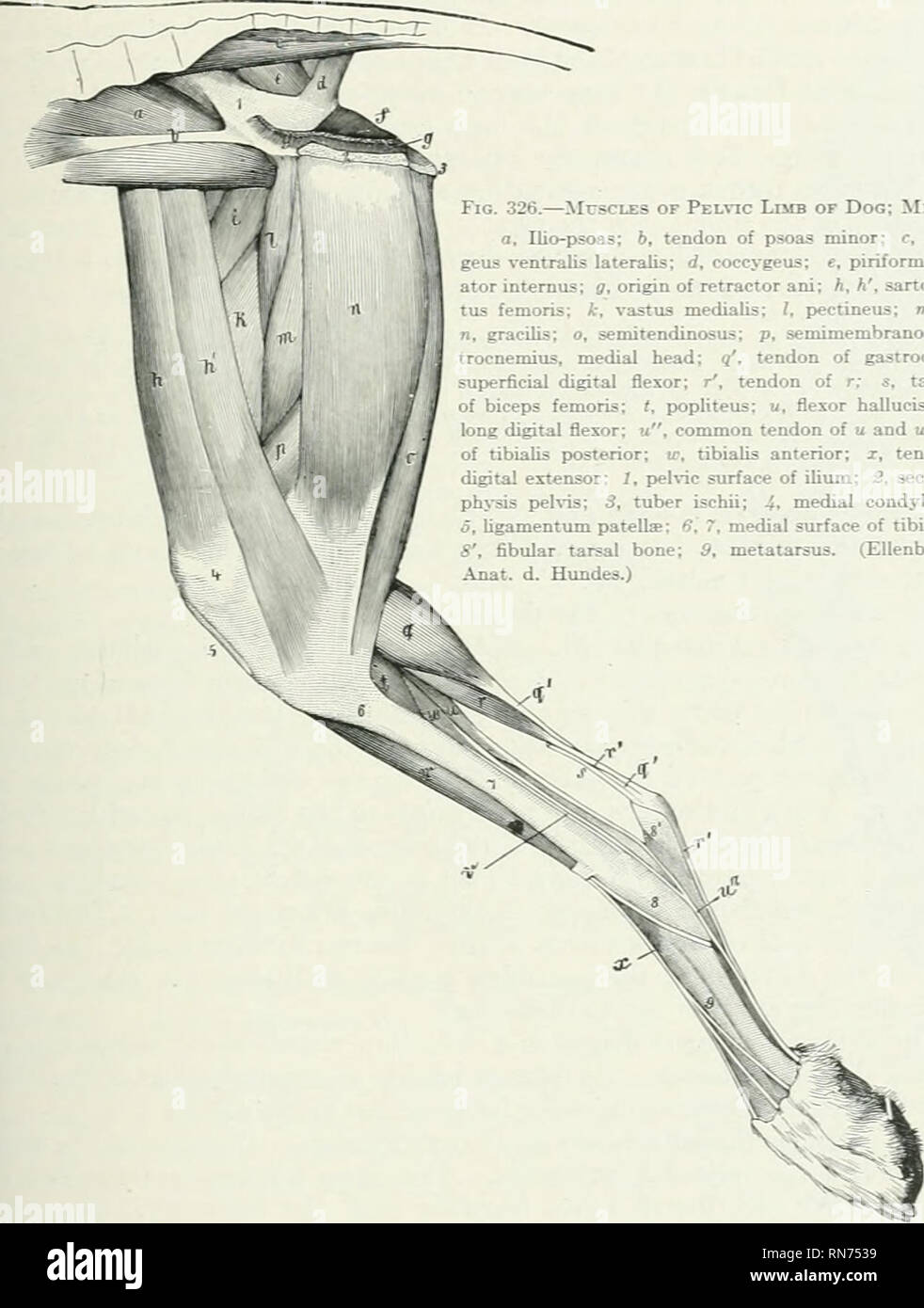 . L'anatomie de l'animal domestique. Anatomie vétérinaire. MUSCLES DU MEMBRE PELVIEN 379 dowTiward ligament, passe entre le biceps et le semimembranosus, et finit par se mélanger avec le f(jrmer. Le semitendinosus découle de la tuber ischii seulement. Elle se termine sur les cre.surfacf { st et médicale tin- tibia. Le le semimembranosus est grand et découle de l'ischion seulement. Elle se divise en deux parties : la partie antérieure se termine sur le tendon de l'pectineus, sur le fémur au-dessus du condyle médial, et sur l'Os sésamoïde médial ; la partie postérieure du membre pelvien de chien ; vue médiale. a, Ilio-psoas : 6, tendon o Banque D'Images