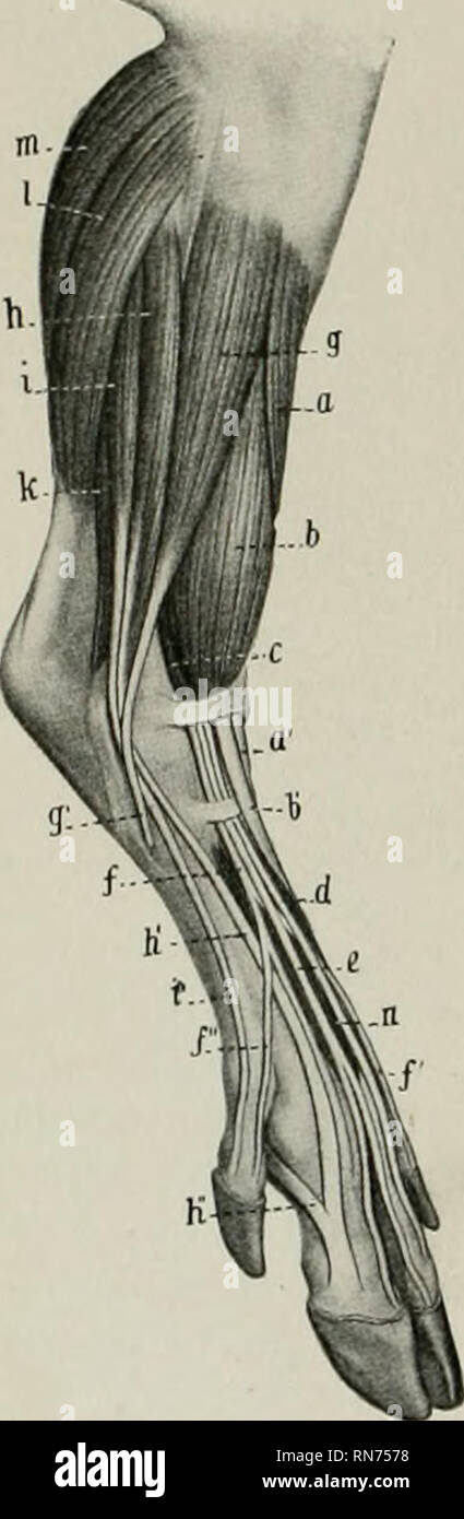 . L'anatomie de l'animal domestique. Anatomie vétérinaire. 366 LES MUSCLES DU PORC MUSCLES DE LA JAMBE ET LE PIED tertius péroniers est un muscle qui est en grande partie super- ficially situé sur l'avant de la jambe. Il couvre le long extenseur digital, avec lequel il est imitecl sauf dans le tiers distal de la jambe. Il provient de la fosse de l'extenseur du fémur par un tendon commun avec le muscle, qu'une poche synoviale de la commune fémoro-tibial s'étendant vers le bas sous l'origine. Ce sac est d'un pouce et demi ou plus (ca. 3 à 4 cm) de longueur dans de grands sujets et étend aroun Banque D'Images