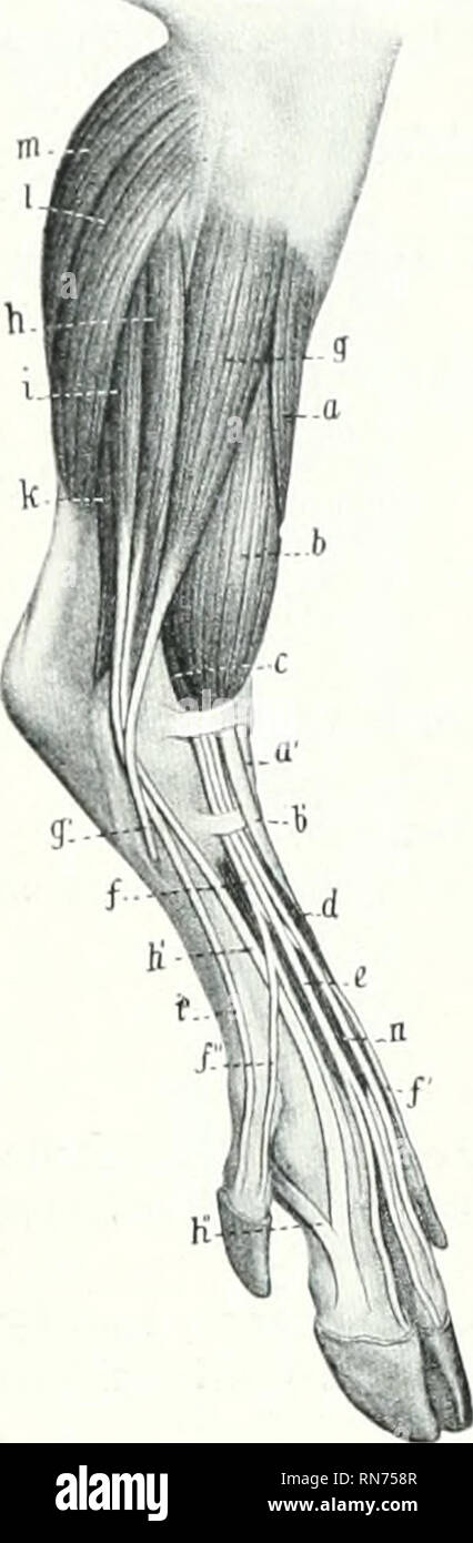 . L'anatomie de l'animal domestique. Anatomie vétérinaire. 366 LES MUSCLES DU PORC MUSCLES DE LA JAMBE ET PIED péroniers^ tertius est un muscle bien développé qui est en grande partie super- ficially situé sur l'avant de la jambe. Il couvre le long extenseur digital, avec lequel il est unitcnl sauf dans le tiers distal de la jambe. Il provient de la fosse de l'extenseur du fémur par un tendon commun avec le muscle, qu'une poche synoviale de l'ial fémoro-til)descendant jusqu'undi'r l'origine. 'Vi -.ir i-:m de un pouce et demi ou plus (ca. 3 à 4 cm) de longueur en laiiir -iilij. f I- .mil e Banque D'Images
