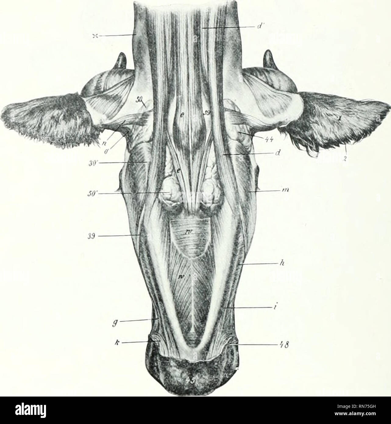 . L'anatomie de l'animal domestique. Anatomie vétérinaire. 346 LES MUSCLES DU BOEUF muscles masséters mandibulaire la n'est pas aussi grand que dans l'^ ; une grande partie de elle se pose sur le visage tnlxTositj oljliquely- et est dirigé vers l'arrière et vers le bas, de sorte qu'il attire l'avant de la mâchoire inférieure ainsi que vers le haut. La temporalis est conforme à la fosse temporale, et est plus tlierefore iiosition entièrement et en latéral. L'pterygoideus medialis découle de la surface latérale de la perpendiculaire du palatin bune et du processus d'pterygoiil. Depuis l'origine est plus proche. Fig. Banque D'Images