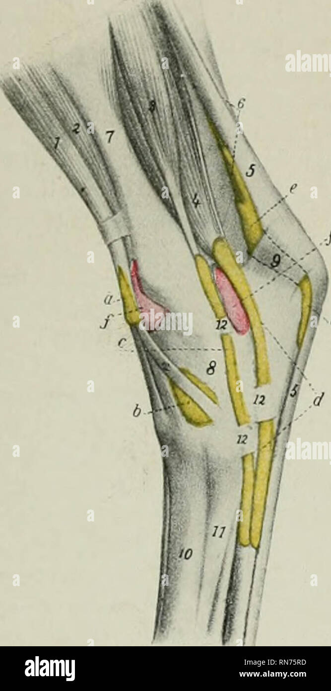 . L'anatomie de l'animal domestique. Anatomie vétérinaire. Les MUSCLES DE LA JAMBE ET DU PIED D'Insertion 337.-(1) La crête à l'avant de l'extrémité proximale de l'os du tarse grande méta- ; (2) les premier et deuxième tarses. L'action.-afin de fléchir le jarret. Structure.-l'origine est charnue, et forme une rainure dans laquelle se trouvent les tendon commun de l'extenseur commun et d'un tertius péroniers et poche synoviale qui de- scends fémoro-tibial de l'articulation. De nombreuses fibres superficielles découlent de l'aponévrose profonde à la partie proximale de la jambe et donc à partir de la crête tibiale. Transmission- ward sur le tibia, le Banque D'Images