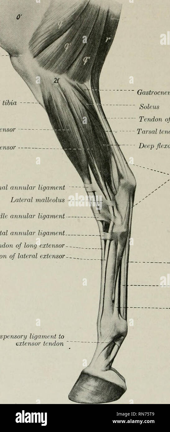 . L'anatomie de l'animal domestique. Anatomie vétérinaire. FASCIA 334 ET LES MUSCLES DU CHEVAL Structure.-l'origine est à l'aide d'un tendon solide en commun avec le tertius péroniers, sur lequel plusieurs fibres également se poser. Le tendon commun passe vers le bas dans la fente entre le condyle latéral et la grosse tubérosité du tibia, crête du tibia long extenseur de l'extenseur digital numérique latéral ligament annulaire proximale de la malléole externe en Gastrocne7unmo, tête latérale Tendon Suleus de gastrocnejnius fetnoris tarsiennes de tendon fléchisseur profond biceps tendon fléchisseur superficiel Milieu Distal ligament annulaire annu Banque D'Images