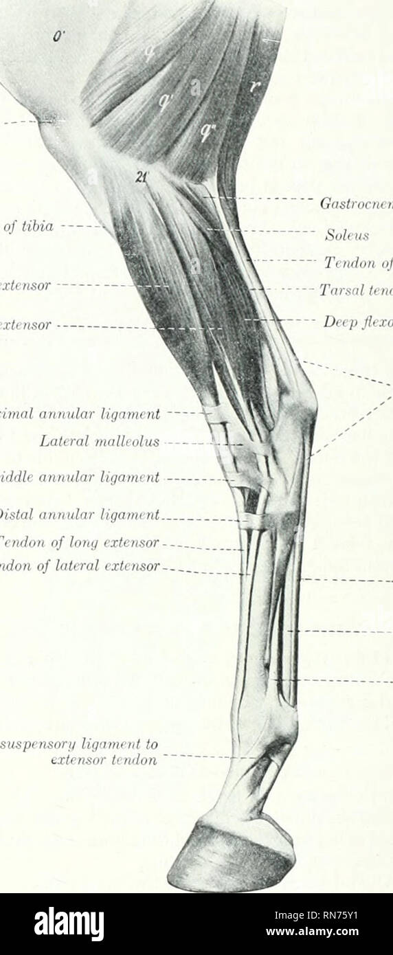 . L'anatomie de l'animal domestique. Anatomie vétérinaire. 334 FASCLB ET LES MUSCLES DU CHEVAL. Struchire-l'origine est à l'aide d'un tendon commun witli forte dans le tertius péroniers, sur lequel plusieurs fibres également se poser. Le tendon commun passe vers le bas dans la fente entre le condyle latéral et l'tiliia tubérosité de la Patella, crête du tibia long extenseur extenseur latéral numérique numérique. Tignment annulaires proximaux malléole externe gastrocnémien, tête latérale le soleus Te/gastroctiemius Tarsnl iWon du tendon du biceps femoris muscle fléchisseur profond -, superficielle .' au tendon fléchisseur liga annulaire Banque D'Images