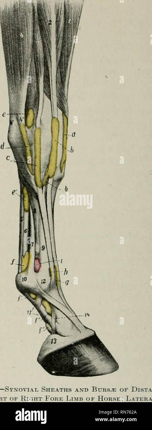 . L'anatomie de l'animal domestique. Anatomie vétérinaire. Fig. 2S3-gaines synoviales et Mjrb.e des Fig. 2S4-Synov. Une partie de l'avant droit de la vue d'un membre. Point de vue. La synoviale sheatha (de couleur jaune) et le comité mixte de capsules (rose).  ; Injectée. Une gaine, de muscle obliquus ; 6, gaine du fléchisseur radial deuxième canal carpien ; c, gaine ; d, d', d", d'" numérique, gaine ; e, bursa sous dix extenseur commun- don ; /, capsule de boulet ; 1, muscle ra- dialis ; 2, tendon du muscle obliquus ; 3, muscle radial deuxième ; 4t flexor carpi ulnaris fléchisseur superficiel ; 5, tendon ; Banque D'Images