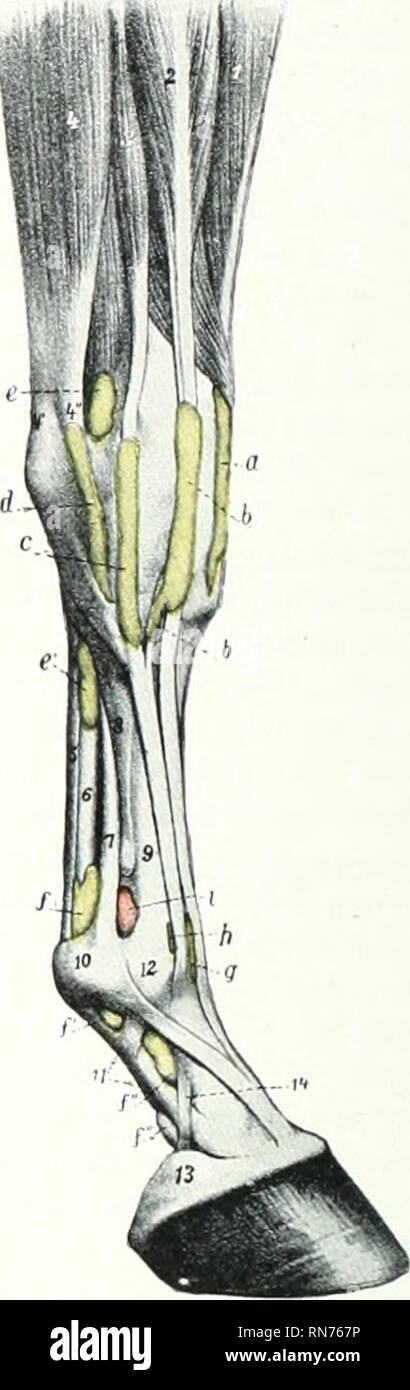 . L'anatomie de l'animal domestique. Anatomie vétérinaire. Fig. 283.-sy&gt ; fig. 284.-gaines synoviales une partie de l'avant droite : le lin de couleur yellowj gaines (flacon et le comité mixte de capsules (rose) sont injectées. Une gaine, de muscle obliquus ; b, la gaine du fléchisseur radial deuxième canal carpien ; c, gaine ; d, d', d", d'" numérique, gaine ; e, bursa sous dix extenseur commun- don ; /, capsule de boulet ; 1, muscle ra- dialis ; 2, tendon du muscle obliquus ; 5, muscle radial deuxième ; ^, flexor carpi ulnaris ; 5, 6 ; tendon fléchisseur superficiel et profond du tendon fléchisseur ; 7, suspe Banque D'Images