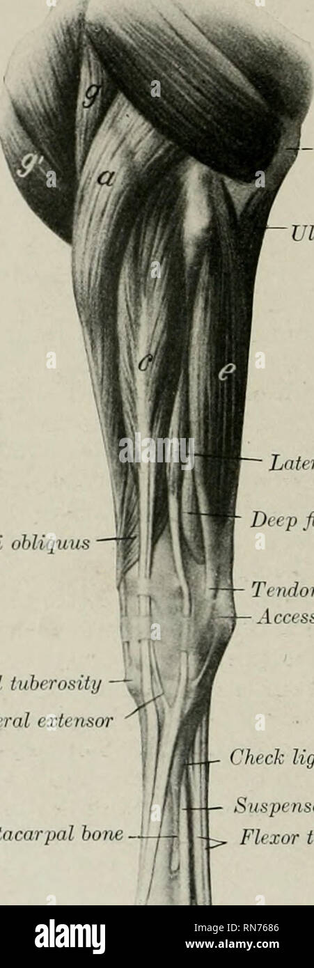 . L'anatomie de l'animal domestique. Anatomie vétérinaire. FASCIA 308 ET LES MUSCLES DU CHEVAL le muscle radial deuxième ; derrière, l'extenseur latéral et l'interosseous navires. L'approvisionnement en sang.-interosseous radial et artères. Nerf-alimentation.-nerf radial. Lesbre rapporte qu'il a trouvé dans un cas, un muscle brachioradialis chez le cheval. C'était une délicate bundle charnues, superposée sur le bord interne du muscle extenseur commun, et ex- avaient tendance à partir de la crête de la latérale condyloid cUstal partie du bord interne du racUus. Muscle obliqvus^ - tubérosité métacarpien de tendon comm Banque D'Images