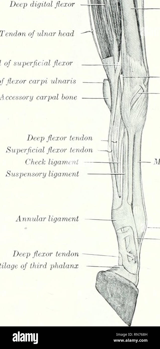 . L'anatomie de l'animal domestique. Anatomie vétérinaire. Long Bracliialis hrachii biceps ligament médial rayon muscle radial deuxième Tendon du fléchisseur radial deuxième tendon du muscle obliquus Boulet de la direction générale de l'extenseur ligament suspenseur Fig. 2S2.-Mu.sci. Certaines parties de l'TiiORAcir m superficielle branche du cheval, thom : Downwakd Vue médiale du coude. été retiré, du canal carpien ouvert, et tirés en arrière les tendons fléchisseurs. Le tendon d'insertion est court et fort ; il mélange witli la face postérieure du ligament annulaire du carpe. Relations extérieures-superficiellement, le tensor fascisB antibrachii, super Banque D'Images