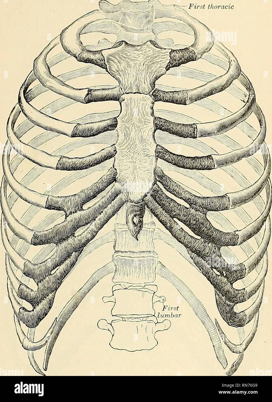 . Anatomie, descriptif et appliquée. L'anatomie. Le thorax 155 et les cartilages costaux. Le sxirfaces sont convexes ; ils sont formés par les côtes, séparés les uns des autres par des espaces. Chaque espace est appelé un espace intercostal (sfatiwm intercostale). Ces onze sont en nombre, et sont occupées par les muscles intercostaux. C'sapin thoracic. Fig. 120.-Le thor : Le supérieur ou la partie supérieure de l'ouverture du thorax, l'entrée (apertura thoracis supe- vant), est de forme réniforme, étant d'un côté à l'autre plus large que d'avant en arrière- ward. Il est formé par fhe première vertèbre thoracique derrière, la marge supérieure o Banque D'Images