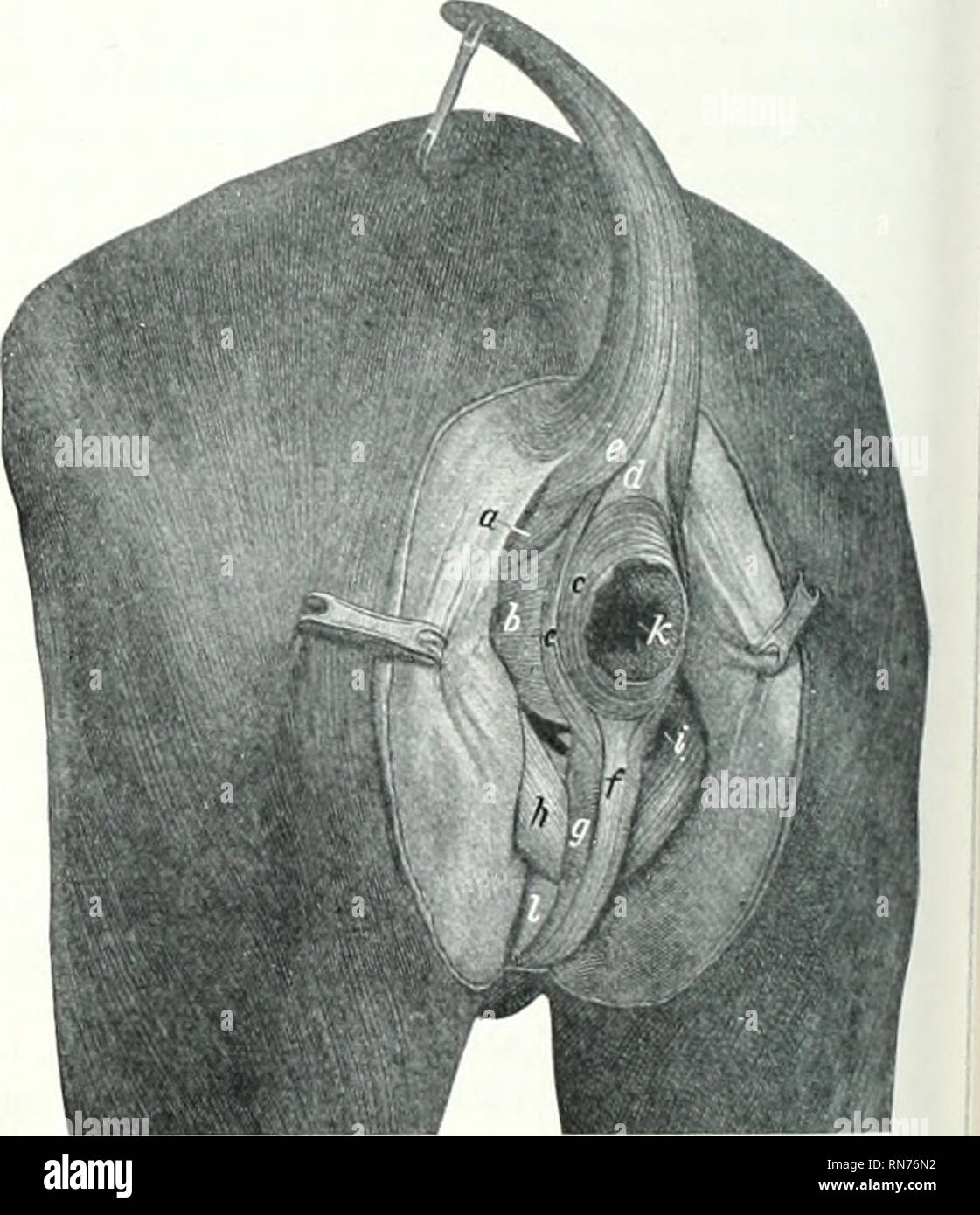 . L'anatomie de l'animal domestique. Anatomie vétérinaire. Fig. Cheval. 71.-CR08S-SECTION DE Tai 1. 2, les branches latérales de vaisseaux et nerf coccygien ; 3. mi- dle coccygien ; 4 l'artère, sacro-coccygeus doraalis ; 4', sacro-coccy- geus lateralis ; 5, 5', interlransversalea ; 6, sacro-coccygeus ven- tralis ; 7, recto-coccygien, coccygeus ; 8 ; 9, fibro-cartilage entre les quatrième et cinquième coccygien. vertebrie Les veines arc noir. L'origine.-La surface du bassin de la sacro-hgament sciatique près de l'épine ischiatique. De l'insertion. coccj-Les quatre premières vertèbres et l'geal fascia coccygien. L'action. Effet t Banque D'Images