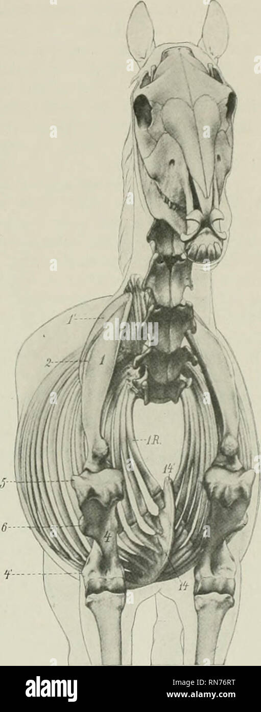 . L'anatomie de l'animal domestique. Anatomie vétérinaire. Fig. 266.-Antero-l-^bilatéraux Voir des muscles et squelette de cheval. Un, trapèze ; c, brachiocephalicus ; d, sterno-cephalicus ; /, longue tête de triceps ; /', tête latérale de triceps ; ff, la face antérieure du muscle pectoral superficiel ; ff', postérieur pectoraux superficielle ; //.profonde antérieure ; r, pectoraux cutaneus colli ; z, sus-épineux ; 29-hyoideus omo, ; alors, sterno-thyro-hyoideus ; 31, jugulaire ; S3, veine céphalique ; 1, de l'omoplate ; ^', le cartilage de l'omoplate ; 5, colonne vertébrale de l'omoplate ; 4. de l'arbre ; humérus épicondyle latéral 4' ; 5, de l'humérus tubérosité latérale ; £ ? Banque D'Images