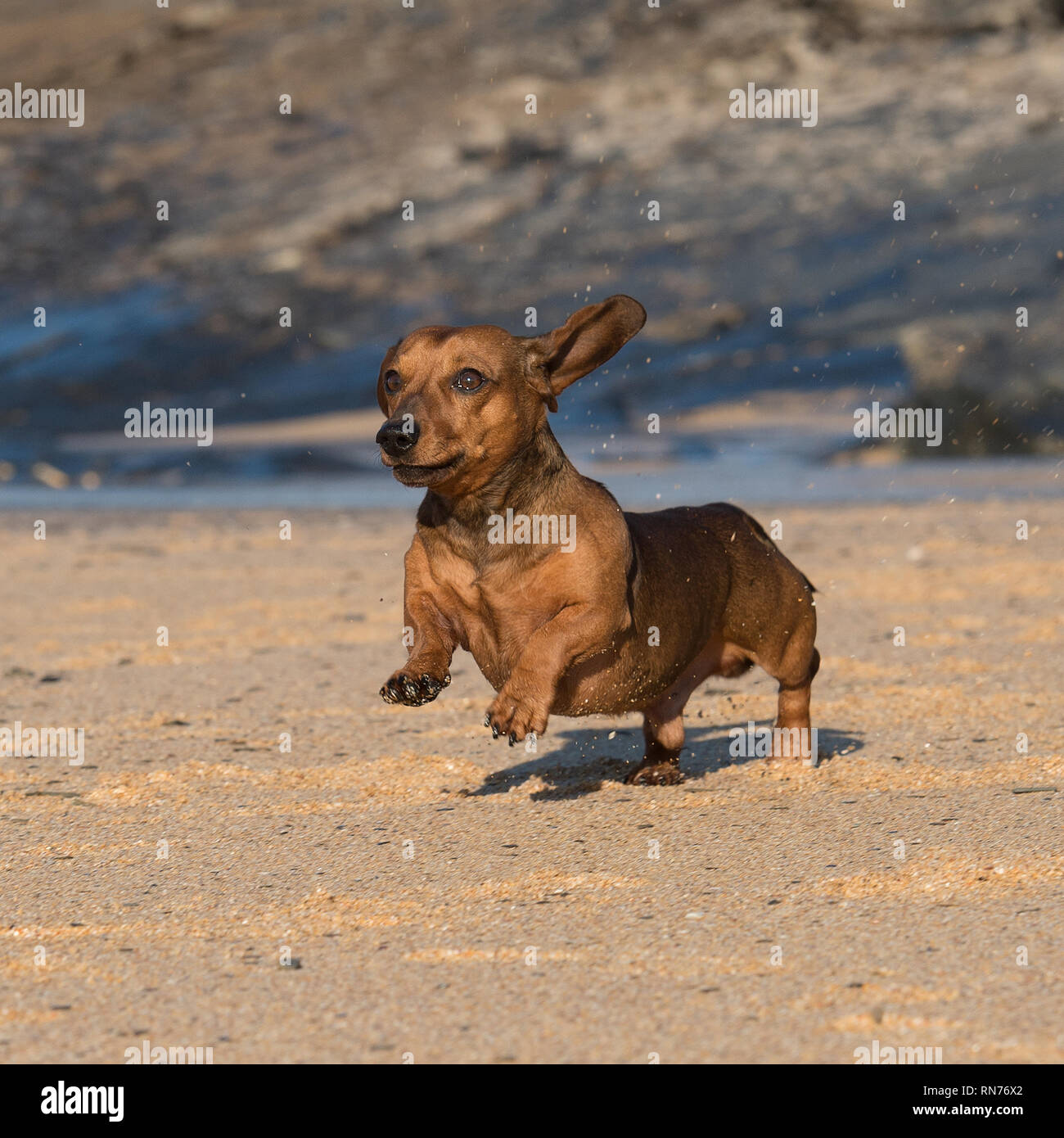 Dachshund dog on beach Banque D'Images