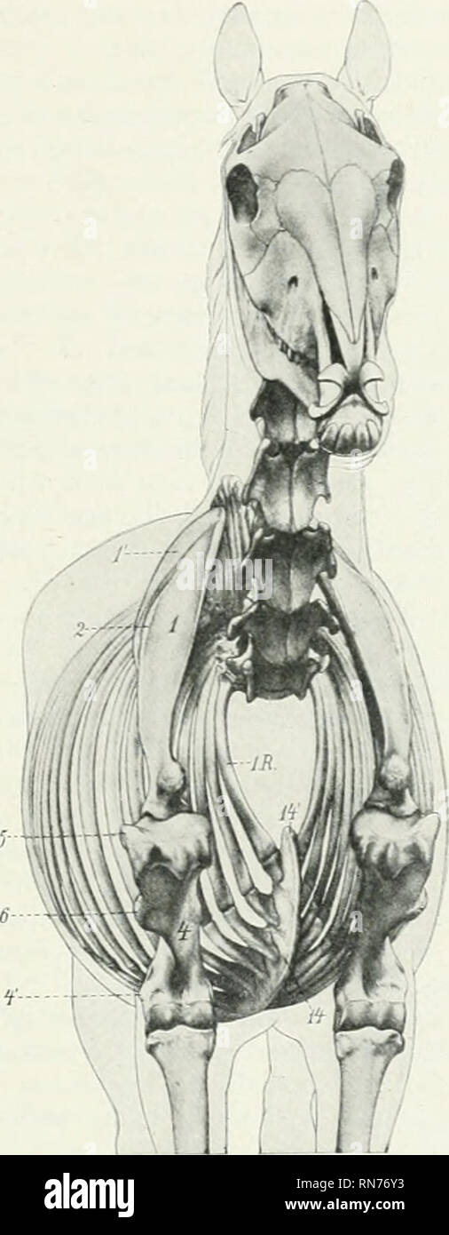 . L'anatomie de l'animal domestique. Anatomie vétérinaire. Fig. 26fi.-Vue antéro-latérale des muscles A ?n&gt ; squelette de cheval. Un, trapèze ; c, brachiocephalicus : d, slerno aIicus.ceph- ; /, longue tête de triceps ; /', tête latérale de triceps ; ff, la face antérieure du muscle pectoral superficiel ; ff', postérieur pectoraux superficielle ; A', la face antérieure des nageoires pectorales ; v, cutaneus colli ; z, sus-épineux ; 39 omo-ayoiJaus, ; 3'), sterno-th&gt;Pour-hyoideus ; 31, jugulaire ; J- ?, cephaUc ; 1, de l'omoplate ; j'. Le cartilage de l'omoplate ; 5. la colonne vertébrale de l'omoplate ; 4. de l'arbre ; humérus épicondyle latéral 4' ; 5 tubérosité latérale, d'h Banque D'Images