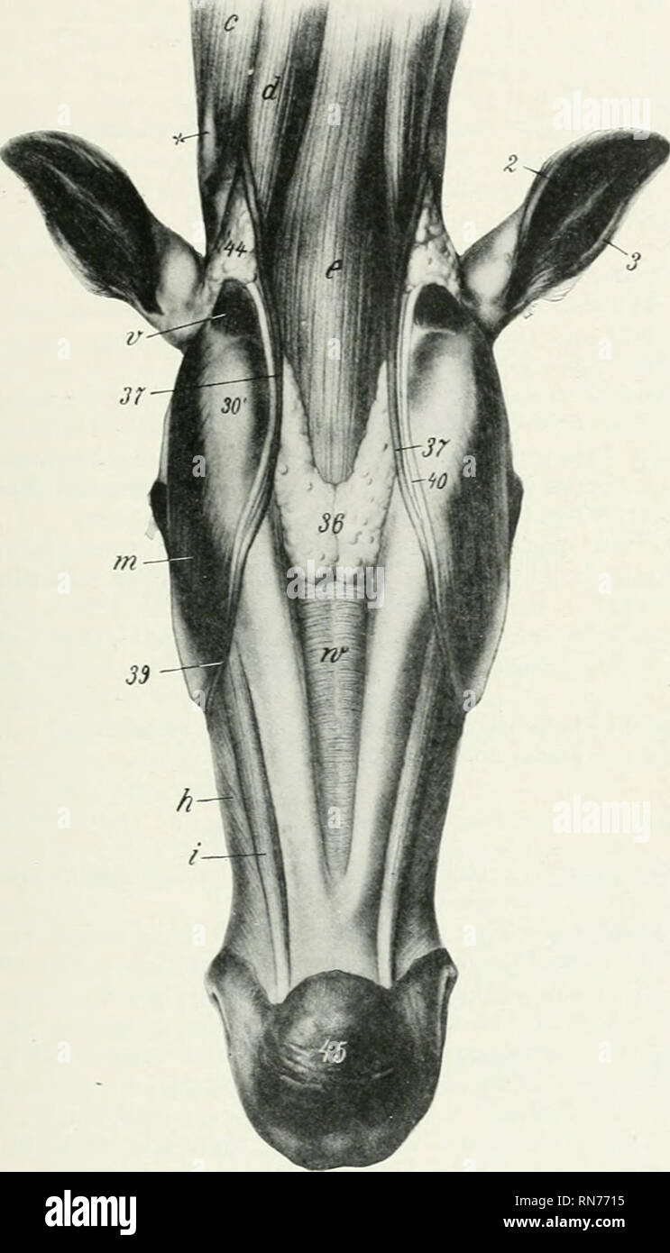 . L'anatomie de l'animal domestique. Anatomie vétérinaire. Les muscles de la mandibule muscle 263 s'étendant du processus de paramastoid de l'os occipital à la frontière postérieure de la mâchoire inférieure ; elle est couverte par la glande parotide.. Fig. 265.-MAXDiBUL Labyvge xd ..ut-il Régions de cheval, après dépose des skis et Cctaneits. c. Brachiocephalicus ; d, sterno-cephalicus : e.-hyoideus omo et sterno-hyoideus ; un buccinator labii inferioris, ; ; m, les masséters ; r, occipito-mandibularis ; v, mylo-hyoideus ; 2, 3, partie postérieure, antérieure, frontière de l'oreille externe ; 5'/, l'angle de la mâchoire, la mandibule, 36 h'mph-glandes ; 37, este Banque D'Images