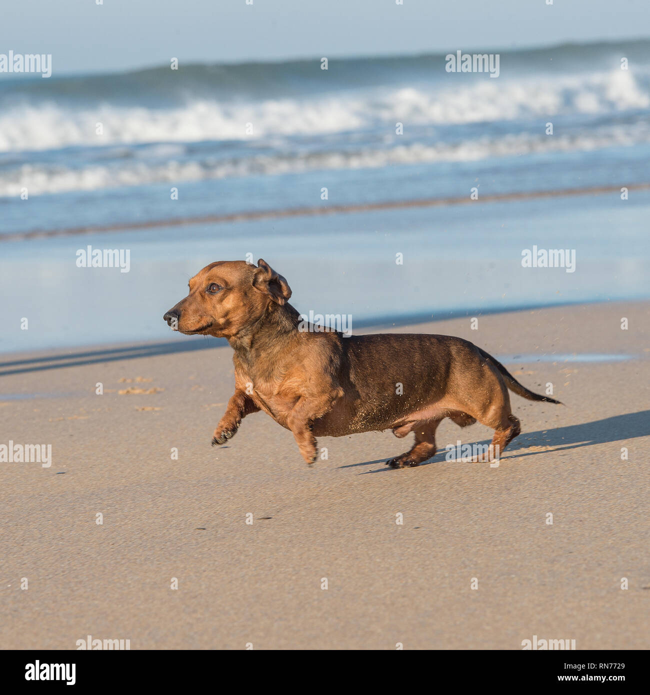 Dachshund dog on beach Banque D'Images