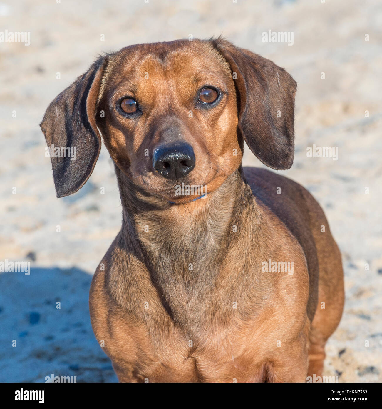 Dachshund dog on beach Banque D'Images