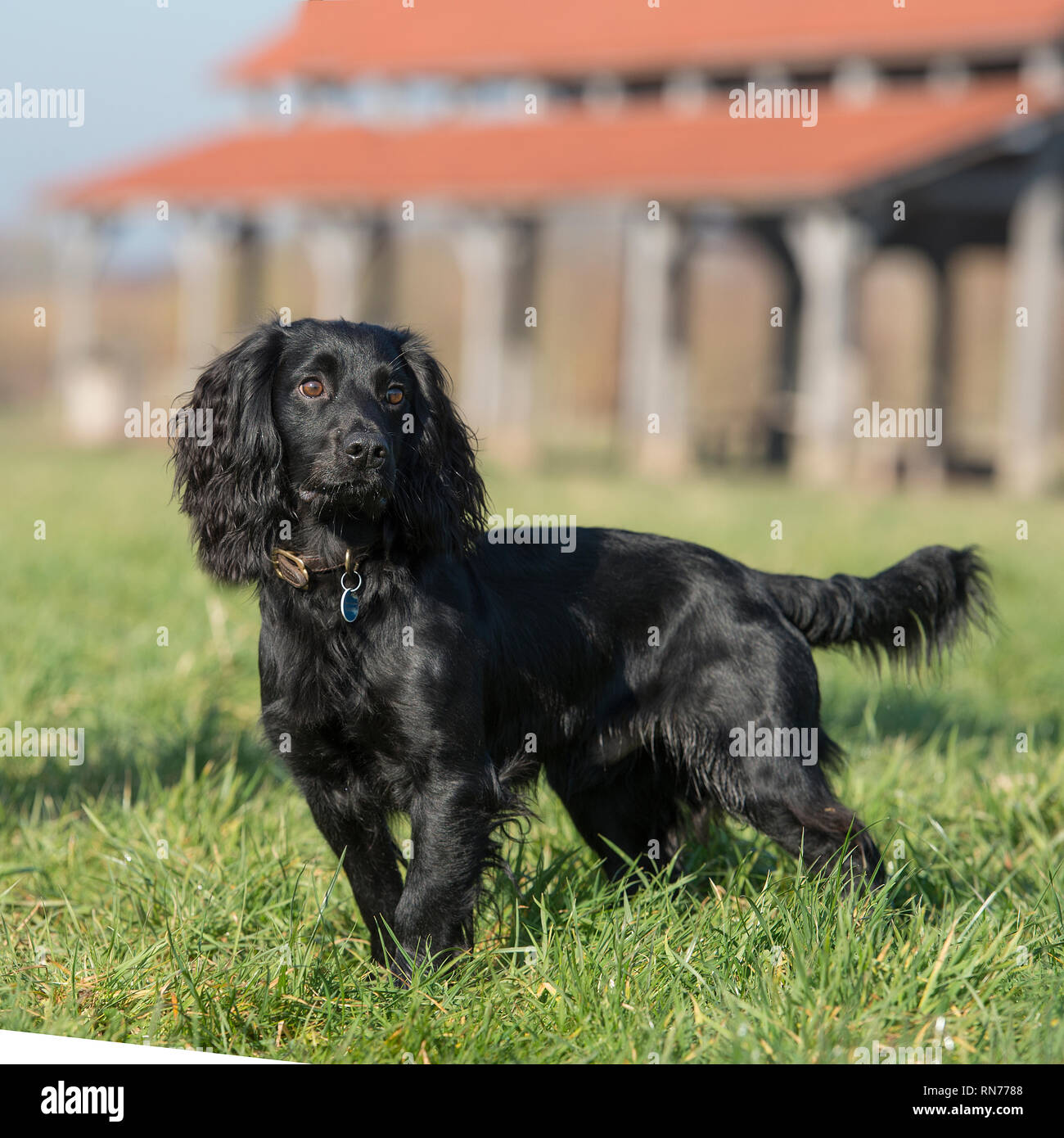 Chien Cocker Anglais Banque D'Images
