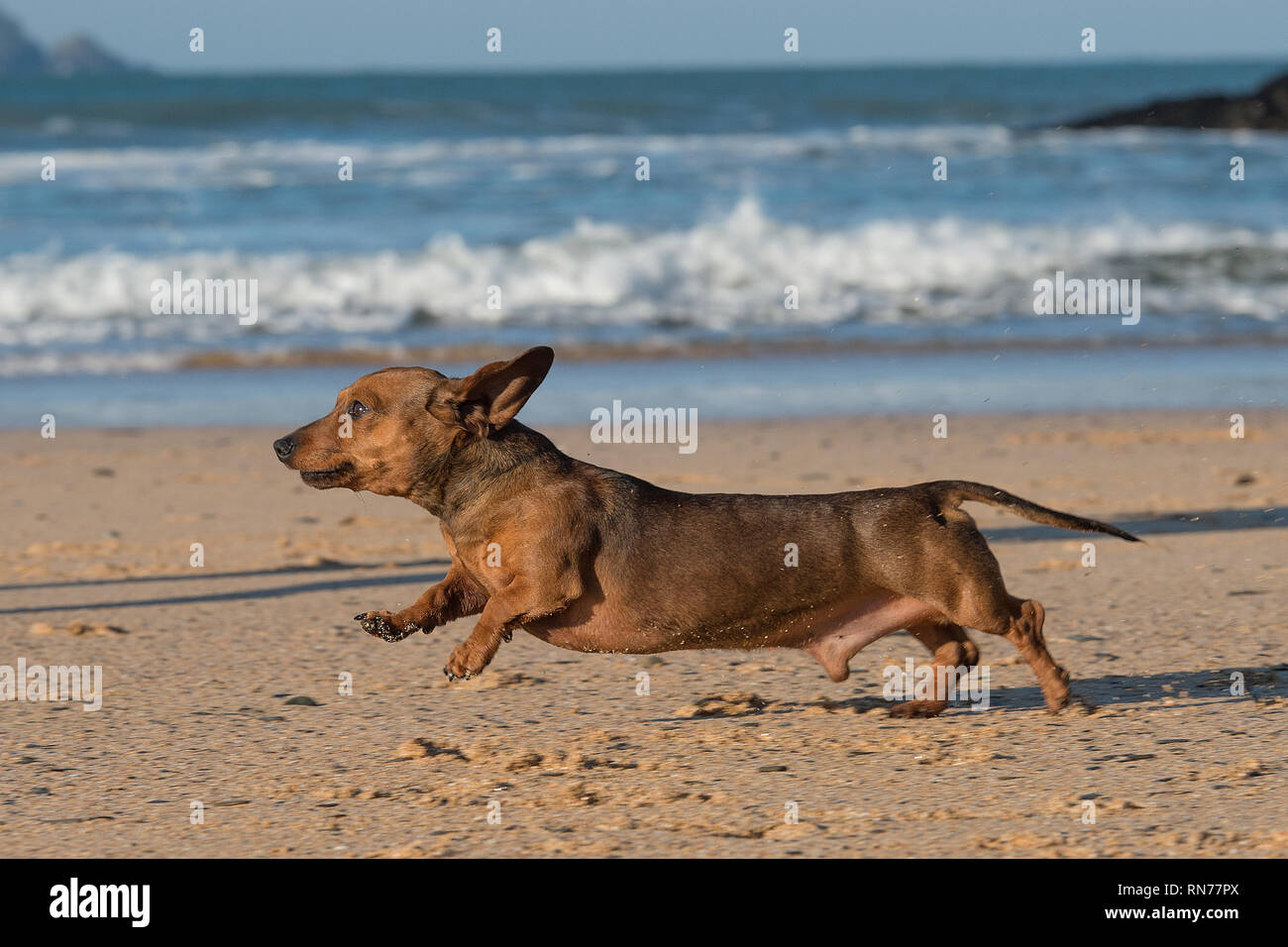 Dachshund dog on beach Banque D'Images