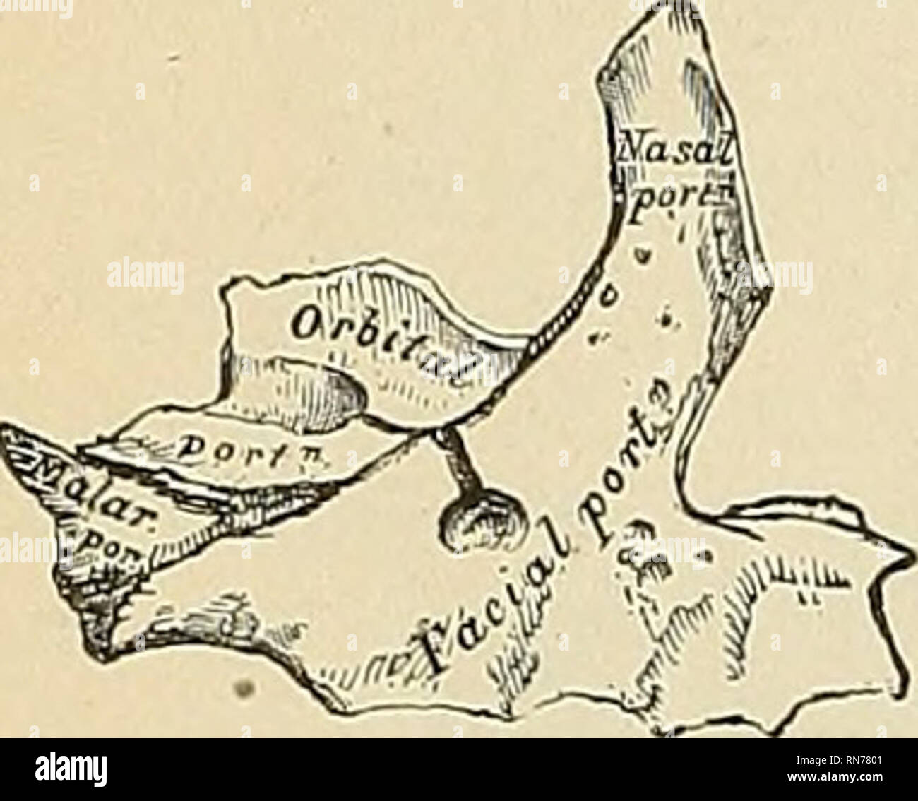 . Anatomie, descriptif et appliquée. L'anatomie. Spécial 106 Anatomie du squelette. Surjace antérieure. partie de l'os qui est à l'extérieur le foramen infraorbital canal et l'os malaire. (3) la bouche, à partir de laquelle est élaboré le processus palatin en arrière et le canal de Stenson partie adjacente de la paroi nasale. 4. Un premaxiUary, pour la partie avant de l'alvéole, qui transporte les incisives et correspond à l'os prémaxillaires des animaux inférieurs. (5) Une nasale, qui donne lieu à la processus nasal et le passage au-dessus de la dent canine. (6) Un infravomerine, qui se trouve sous la Banque D'Images