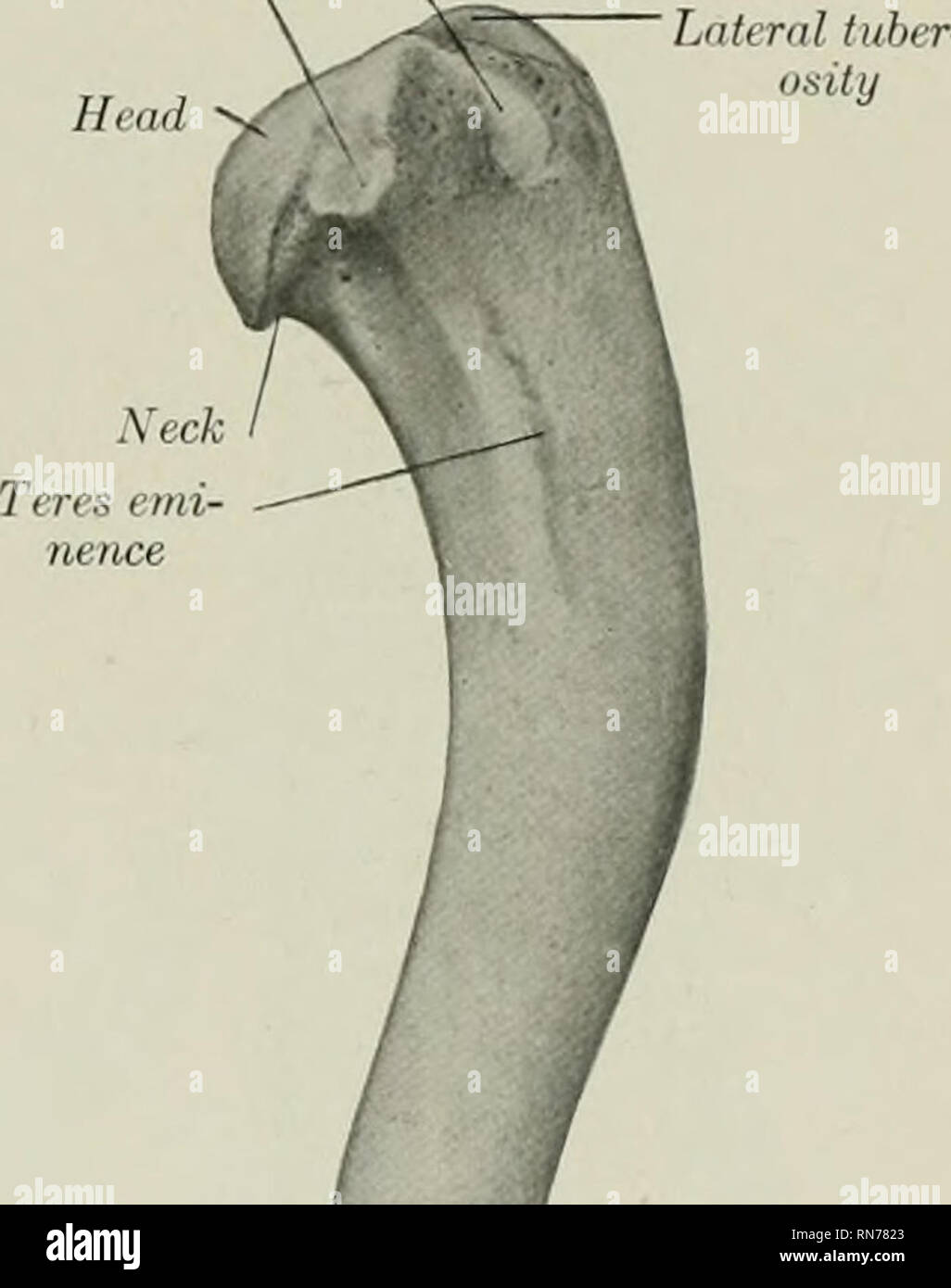 . L'anatomie de l'animal domestique. Anatomie vétérinaire. Un epicondylc latérale'eck tubérosité deltoïde-Museulo rainure en spirale condyloid latérale crest Olecranon fossa epicomlyle médial. Condyle médial 1 Fig. 21S.-Httmerus ; Chien de gauche vu latéral bof. 219.-l'humérus gauche de chien ; vue médiale, 1, .ttachrQent du ligament médial du coude ; 2, l'attachement des muscles fléchisseurs de medial epicondyle. ishes en taille en bas. Il traverse la surface palmaire de l'ratlins} médio-laterall l'arbre est grand et trois faces dans ses deux tiers proximal, plus petite et plus ronde ci-dessous. Sa face dorsale est en ge Banque D'Images