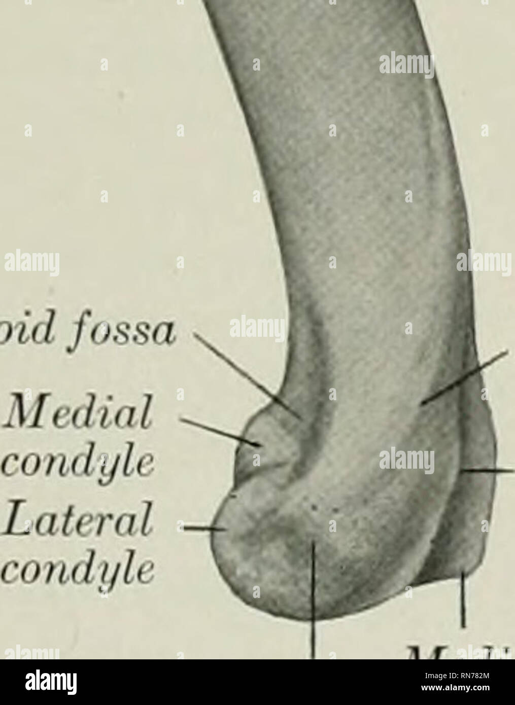 . L'anatomie de l'animal domestique. Anatomie vétérinaire. J'^^ médial j'-j'^beral groove tubérosité Cor que j'hi fi. Un epicondylc latérale'eck tubérosité deltoïde-Museulo rainure en spirale condyloid latérale crest Olecranon fossa epicomlyle médial. Veuillez noter que ces images sont extraites de la page numérisée des images qui peuvent avoir été retouchées numériquement pour plus de lisibilité - coloration et l'aspect de ces illustrations ne peut pas parfaitement ressembler à l'œuvre originale.. Sisson, Septimus, 1865-1924. Philadelphie, Londres, W. B. Saunders Company Banque D'Images