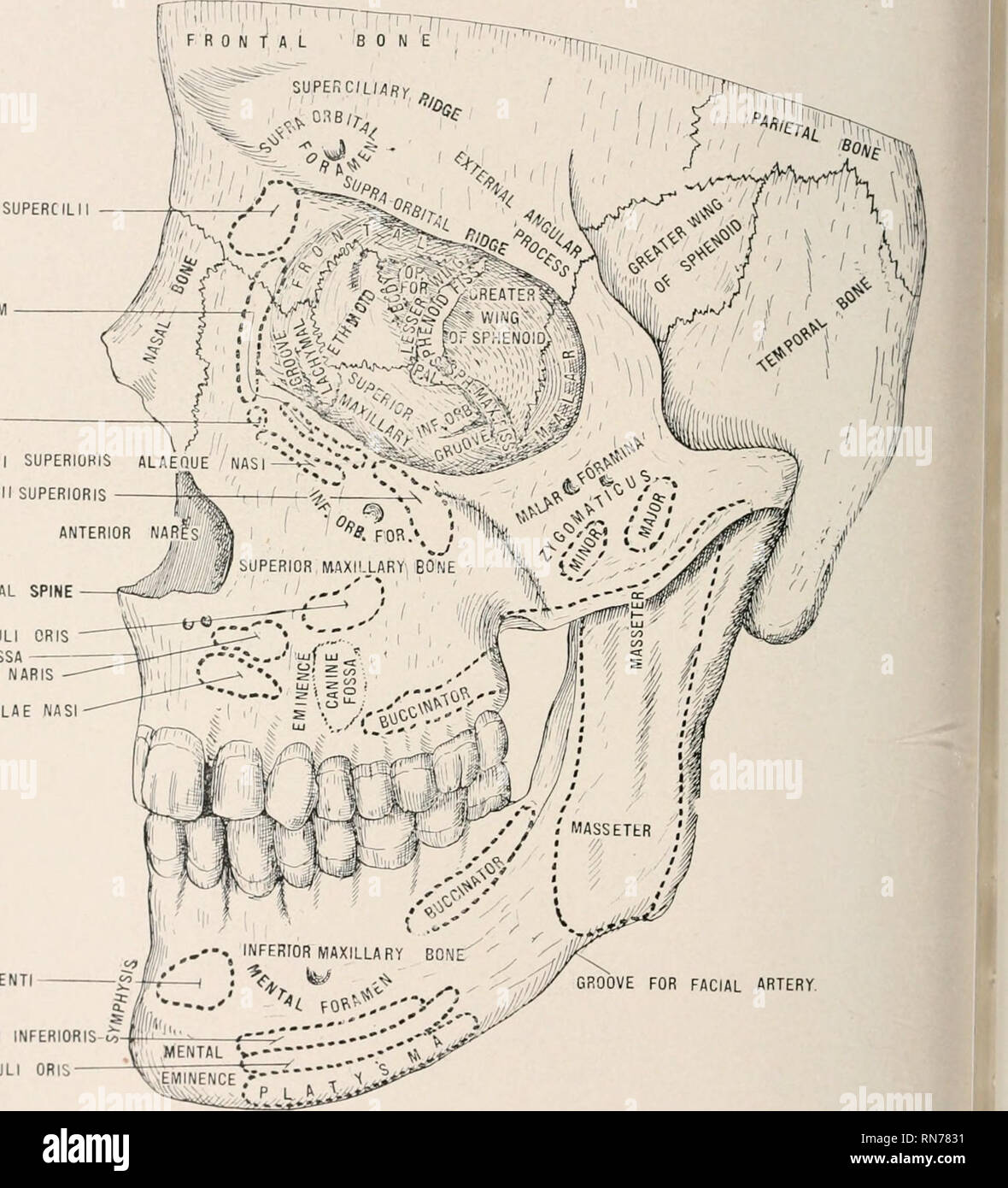 . Anatomie en un mot : un traité sur l'anatomie humaine dans son rapport à l'ostéopathie. L'anatomie humaine, la médecine ostéopathique ; Osteopathic Medicine ; l'anatomie. Anatomie 428 EN UN MOT. Les entreprises de l'artère utérine entre les couches de le ligament large il reçoit quelques brindilles du plexus de l'ovaire. Il distribue des branches à l'utérus et le corps de l'utérus. D'autres pass filaments séparément dans le corps Jo le Qterus fche et trompes de Fallope. Il y a des élargissements ganglionnaire trouvés mi ces filaments. CCXXIX PLAQUE. C'JRRUGATOR PALPEBRARUM SUPERCILII ORBICULARIS OCULI TENDO ALBII LEVATOR SUPERI Banque D'Images