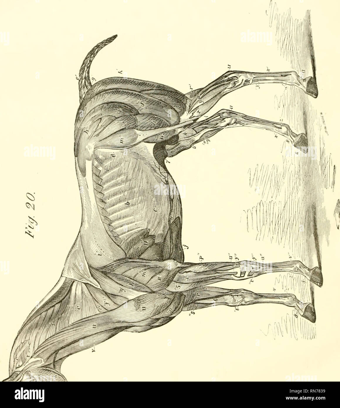 . L'anatomie et la physiologie du cheval : Anatomie et questional avec illustrations. Contenant, en outre, une série d'examens sur l'anatomie et la physiologie du cheval, avec des instructions en référence à la dissection et le mode de faire des préparations anatomiques. Pour ce qui est ajouté, glossaire des techniques vétérinaires, toxicologiques, et dictionnaire de sciences vétérinaires. Les chevaux, les chevaux -- Anatomie. . Veuillez noter que ces images sont extraites de la page numérisée des images qui peuvent avoir été retouchées numériquement pour plus de lisibilité - coloration et l'aspect de ces illustrations ne peut pas parfaitement res Banque D'Images