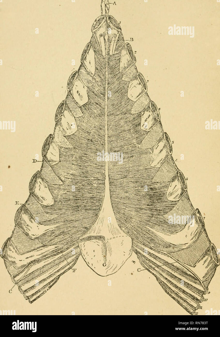 . L'anatomie du cheval : un guide de la dissection. Les chevaux, les chevaux -- Anatomie. 122 L'ANATOMIE DU CHEVAL. attaché à la face inférieure de l'vertèbres dorsales devrait être remarqué. Le longus colli est décrite à la page 160, et les muscles psoas, à la page 335.. Fig. 7. Du Thorax. Amendements 1 à 8 montrent les côtes. Nos 9 à 12, les cartilages des côtes correspondantes. A. Le cartilage Carinifonn ; 15. L'artère thoracique interne ; C. l'Asternal arterj ; D. Triangularis sterni ; E. un muscle intercostal interne ; F. Rim du diaphragme ; G. Ensiform cartilage.. Veuillez noter que ces images sont extraire Banque D'Images