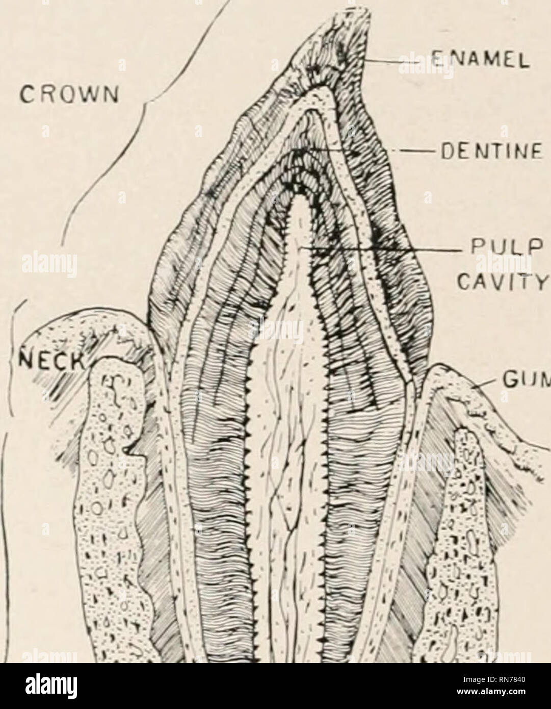 . Anatomie en un mot : un traité sur l'anatomie humaine dans son rapport à l'ostéopathie. L'anatomie humaine, la médecine ostéopathique ; Osteopathic Medicine ; l'anatomie. Anatomie 424 IX UN MOT. qui est situé ci-dessous et derrière l'arc de l'aorte. Pour la commodité, il est divisé en deux parties, le superficiel et d&Lt ; ep. Il est formé par l'ensemble des branches et le débit cardiaque cardiaque branches du nerf pneumogastrique. Les trois branches de la conique cardiaque trois ganglions cervicaux, le supérieur du supérieur un. et le milieu du milieu. et la une du col de l'infériorité gangl Banque D'Images