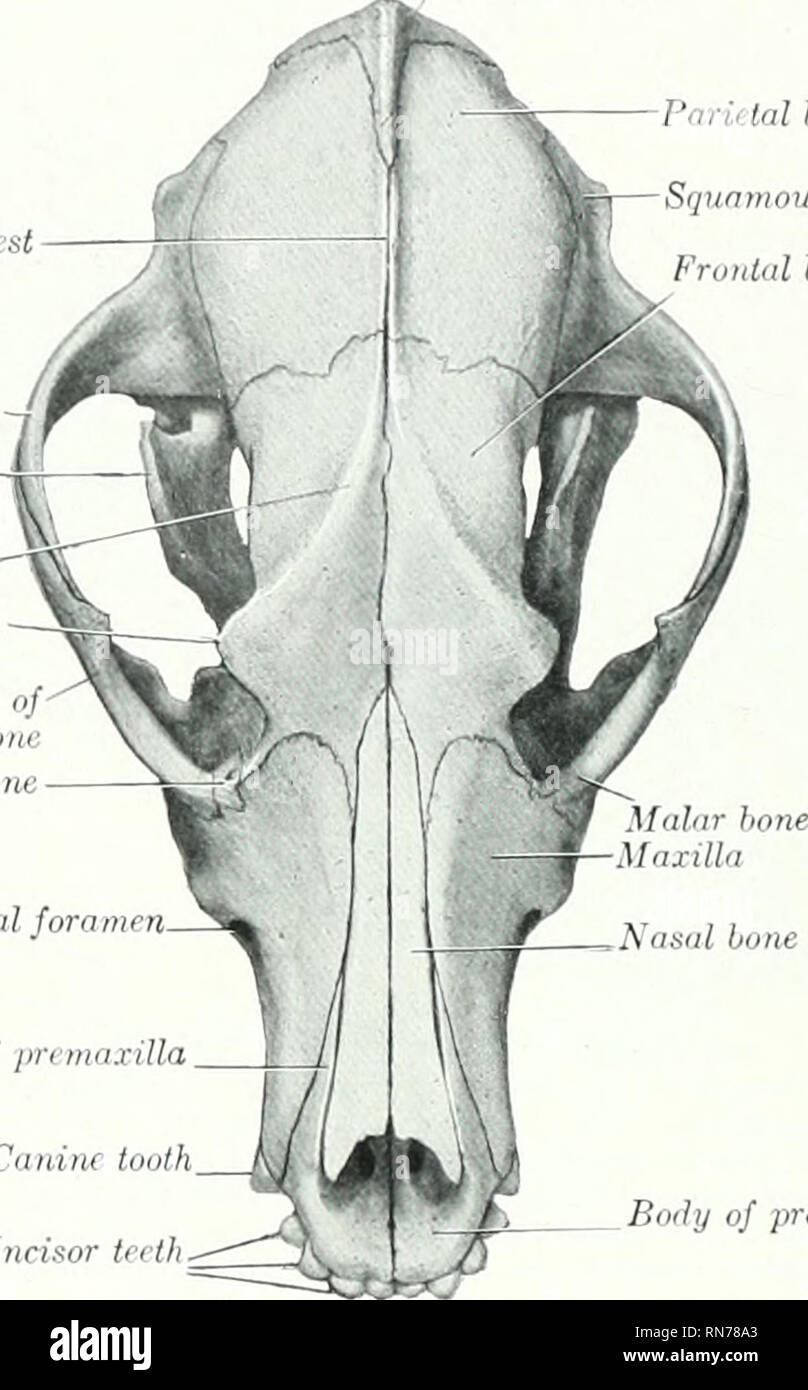 . L'anatomie de l'animal domestique. Anatomie vétérinaire. 190 CHIEN SQUELETTE DU correspoinling largement avec les processus de l'os malaire. La surface articulaire du condyle pour de la mandibule est constitué d'une rainure transversale qui est continuetl sur l'avant du grand processus d'postglenoid. Derrière cette dernière est l'ouverture inférieure du canal. Il n'y a pas de condyles. La partie de la mastoïde est petit, mais mastoitl jirocess distincte des ours. Le méat acoustique externe est large et très court, de sorte qu'on peut voir dans le tympan dans le crâne sec. La bulla ossea est très grand et est arrondi Banque D'Images