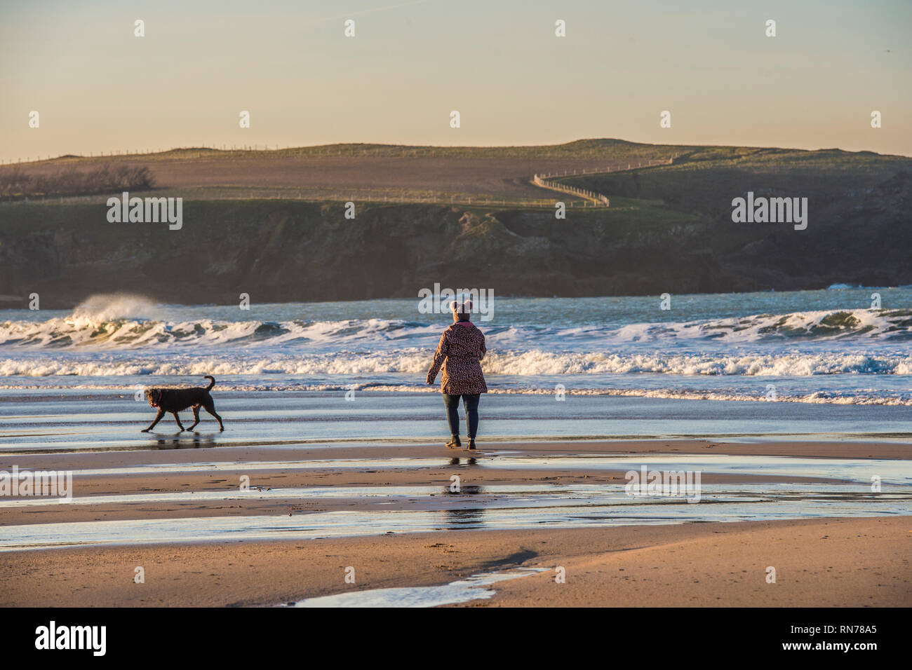 Chien marche sur la plage de Cornouailles dans le coucher du soleil Banque D'Images