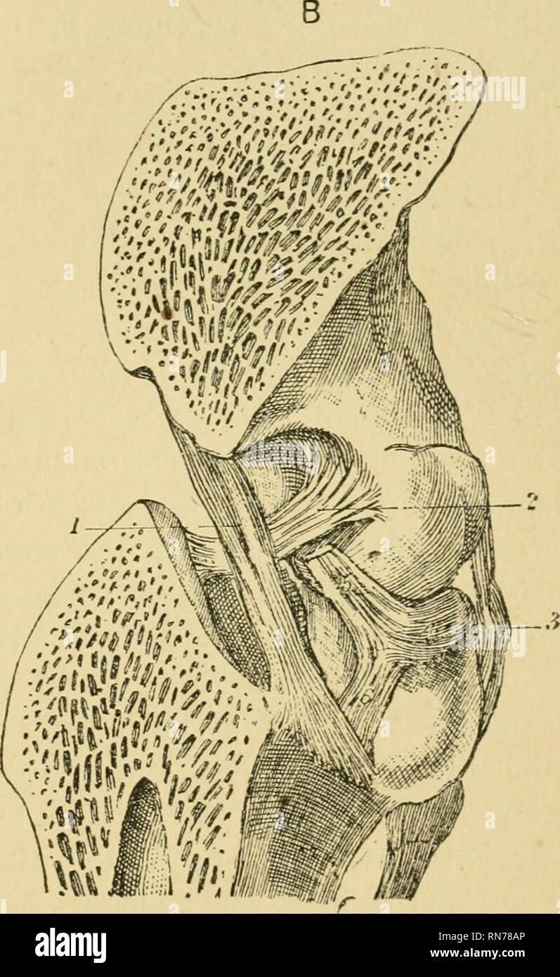 L Anatomie Du Cheval Un Guide De La Dissection Les Chevaux Les