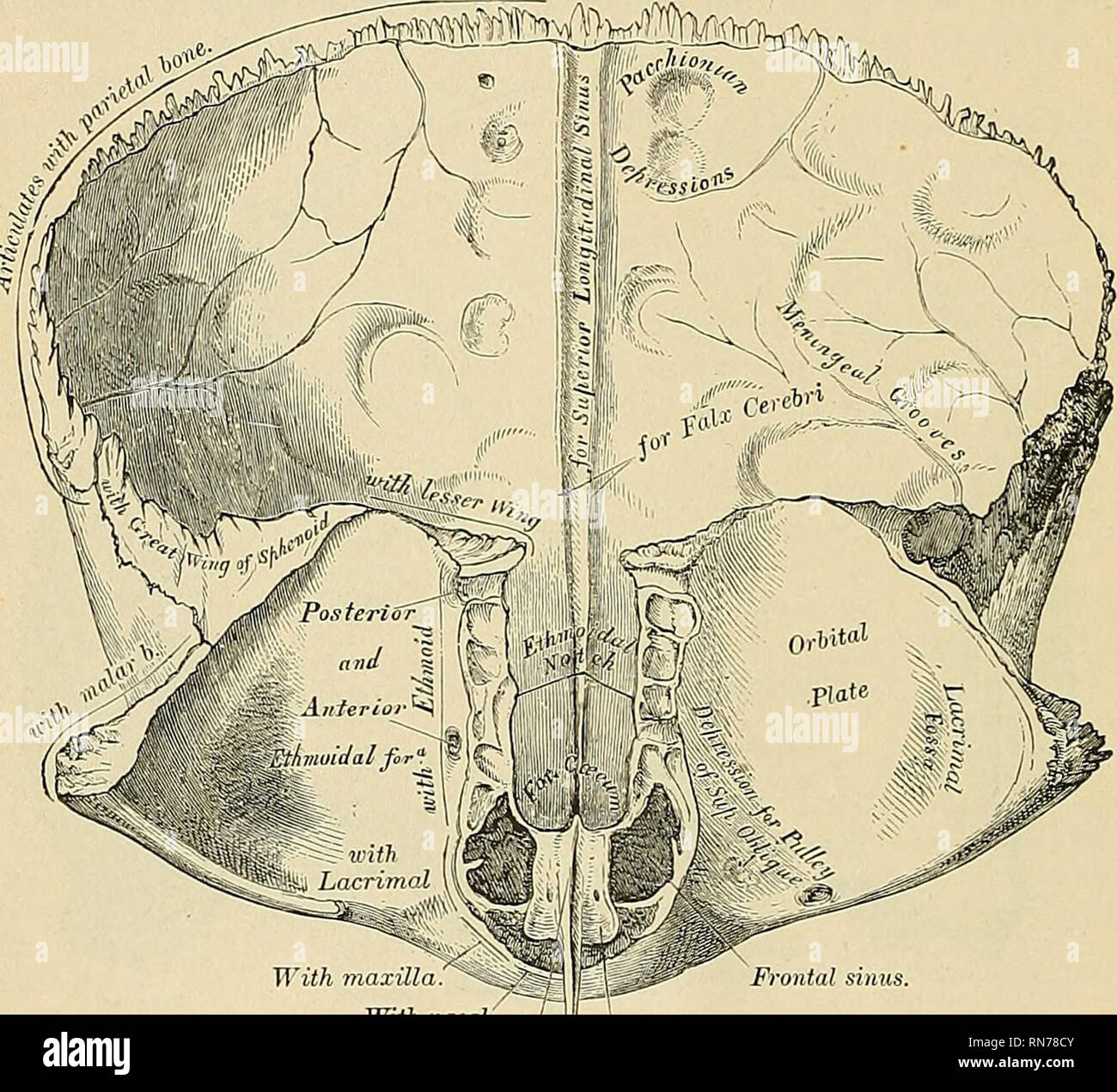 . Anatomie, descriptif et appliquée. L'anatomie. Spécial 78 Anatomie du squelette. Le processus angulaire externe est forte, visible et s'articule avec l'os malaire, tournant vers le haut et l'arrière à partir de la il existe deux lignes bien marquée, qui, à partir de l'angle externe processus que le Crest temporelle, peu diverger les uns des autres et s'exécuter dans une direction à travers la ])1. Ce sont les crêtes temporal supérieur et inférieur ; la partie supérieure de la pièce jointe donne fascia temporal, la partie inférieure de la muscle temporal. Au-dessous d'eux est une légère concavité qui forme la partie antérieure de th Banque D'Images