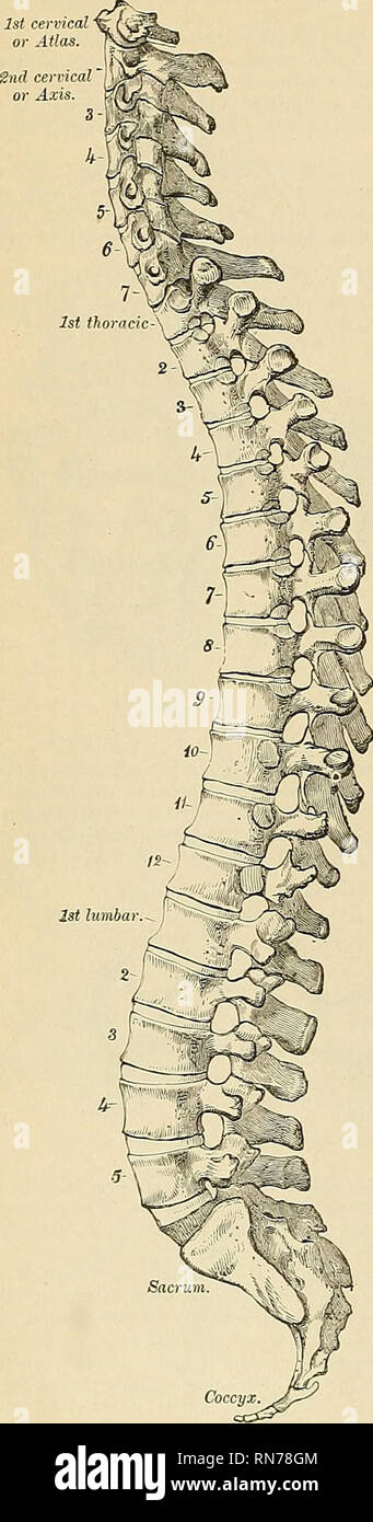 . Anatomie, descriptif et appliquée. L'anatomie. 66 Anatomie du