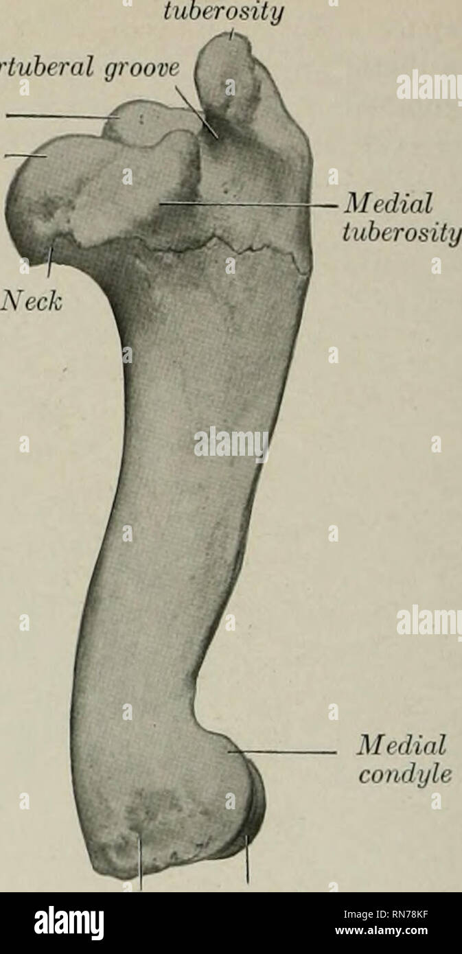 . L'anatomie de l'animal domestique. Anatomie vétérinaire. Condyle médial Coronoid poplité latéral. , condyle, vl.^^^kJ épicondyle latérale Fig. 185.-l'humérus gauche de la gorge de porc ; Intertuberal tubérosité latérale tête. Condyle médial latéral condyle médial epicondyle Fig, 186.-Gauche Hu.merus de cochon ; vue médiale.. Veuillez noter que ces images sont extraites de la page numérisée des images qui peuvent avoir été retouchées numériquement pour plus de lisibilité - coloration et l'aspect de ces illustrations ne peut pas parfaitement ressembler à l'œuvre originale.. Sisson, Septimus, 1865-1924. Philadelphie, Londres, W. B. Saunders C Banque D'Images