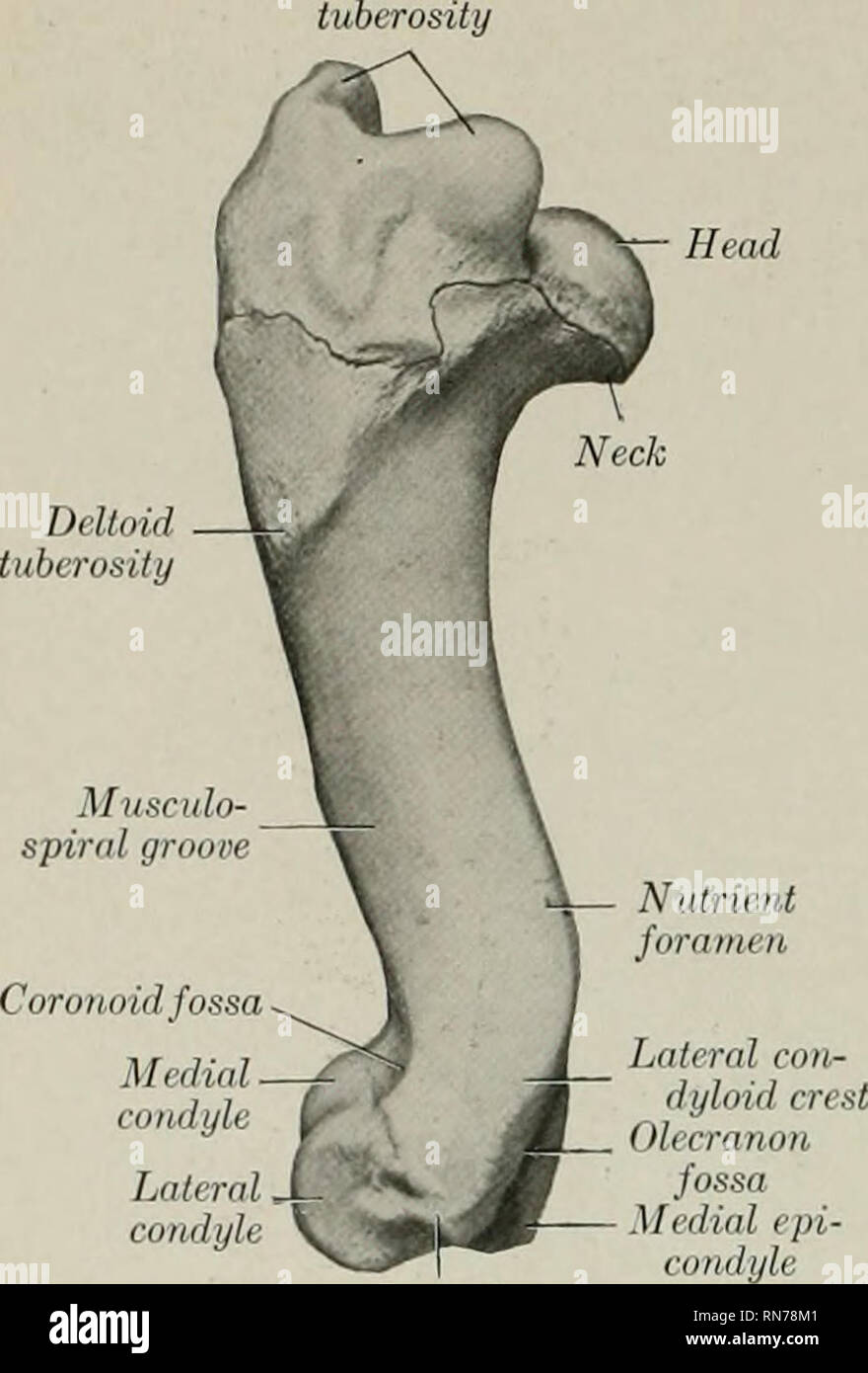 . L'anatomie de l'animal domestique. Anatomie vétérinaire. 178 SQUELETTE DU COCHON. Condyle médial Coronoid poplité latéral. , condyle, vl.^^^kJ épicondyle latérale Fig. 185.-l'humérus gauche de la gorge de porc ; Intertuberal tubérosité latérale tête. Veuillez noter que ces images sont extraites de la page numérisée des images qui peuvent avoir été retouchées numériquement pour plus de lisibilité - coloration et l'aspect de ces illustrations ne peut pas parfaitement ressembler à l'œuvre originale.. Sisson, Septimus, 1865-1924. Philadelphie, Londres, W. B. Saunders Company Banque D'Images