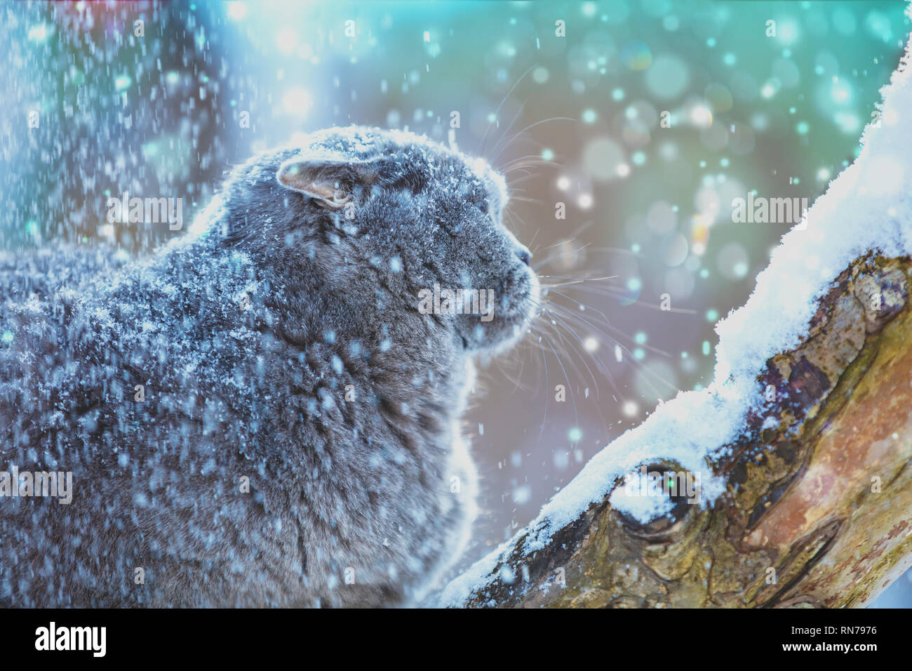 Chat British Shorthair bleu assis sur l'arbre enneigé dans blizzard Banque D'Images