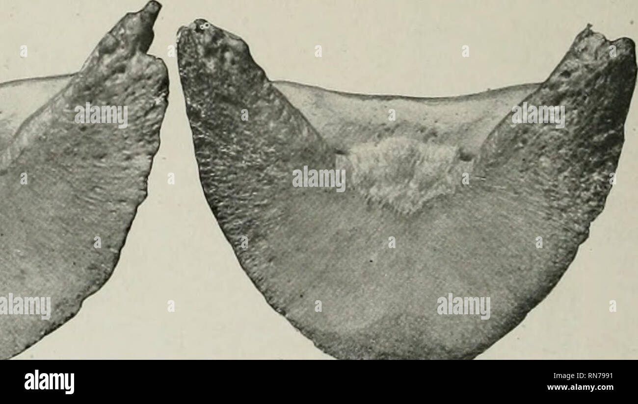 Metatarsal bone horse anatomy Banque de photographies et d’images à ...