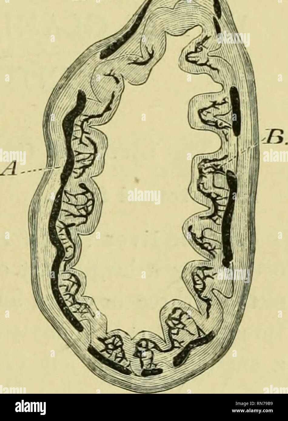 . L'anatomie de la grenouille. Les grenouilles -- Anatomie ; Amphibiens -- Anatomie. Le tube digestif. TEACT 293 par une brusque courbe à son extrémité antérieure le gros intestin est la partie la plus large o£ le canal alimentaire, est à paroi mince, et diminue de largeur vers sa fin d'entraver, où il s'ouvre dans le cloaque au-dessus de l'ouverture" de la vessie. b. [Minute structure. (I) La couche séreuse ressemble à celui o£ le petit intestin, etc. (2) les couches musculaires ressemblent à celles de l'intestin grêle, mais sont plus minces ; la couche longitudinale est, cependant, plus épais (proportionnellement) Baptist Gmünder. (3) La couche sous-muqueux (Fig. Banque D'Images