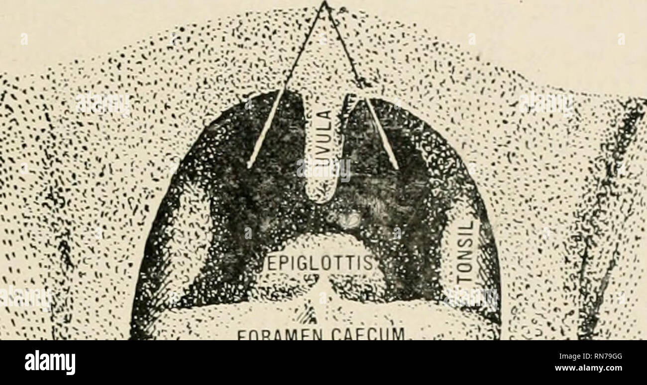 . Anatomie en un mot un traité sur l'anatomie humaine dans son