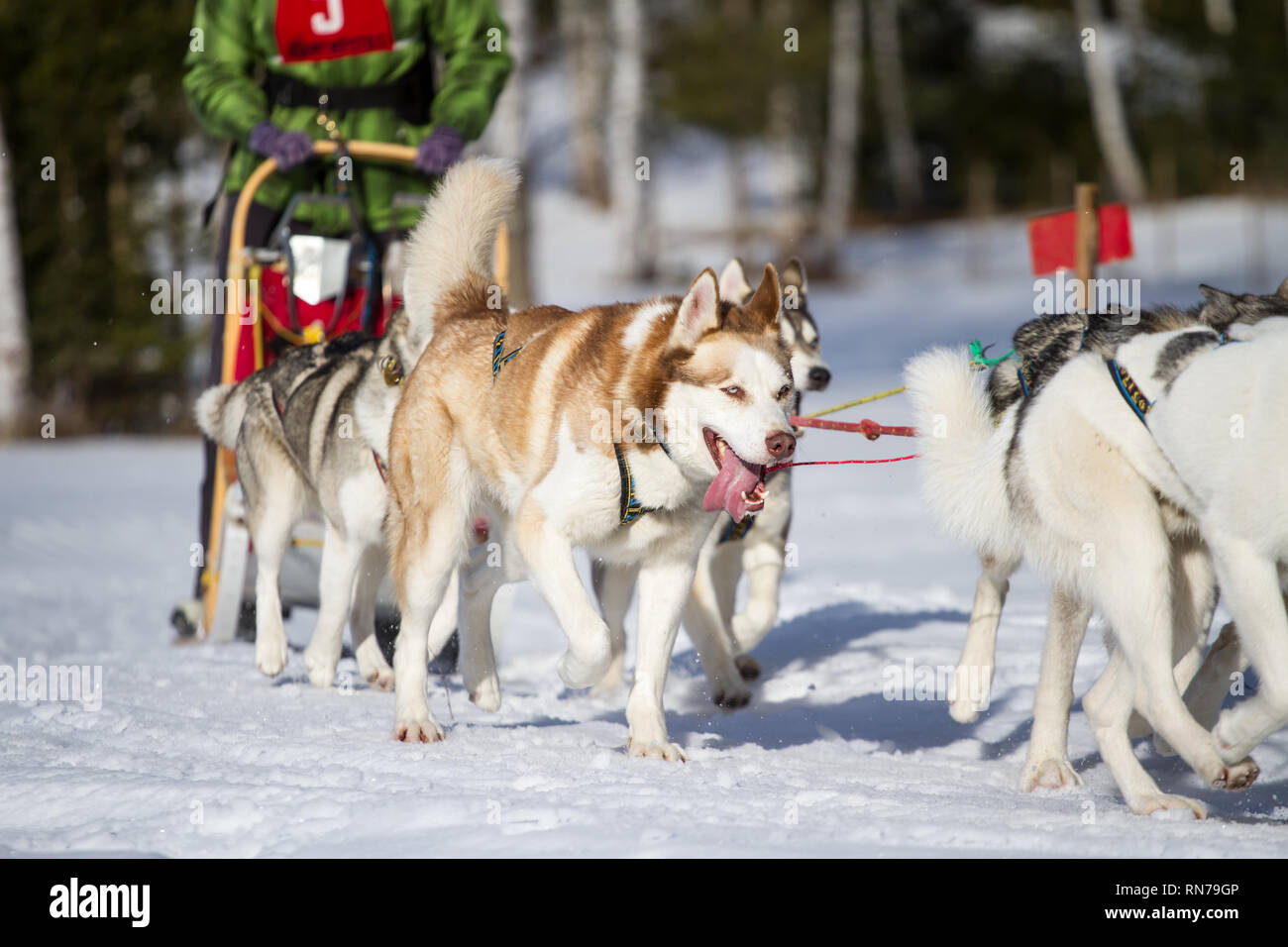 Siberian Huskies @ course de chiens de traîneau, République Tchèque Banque D'Images