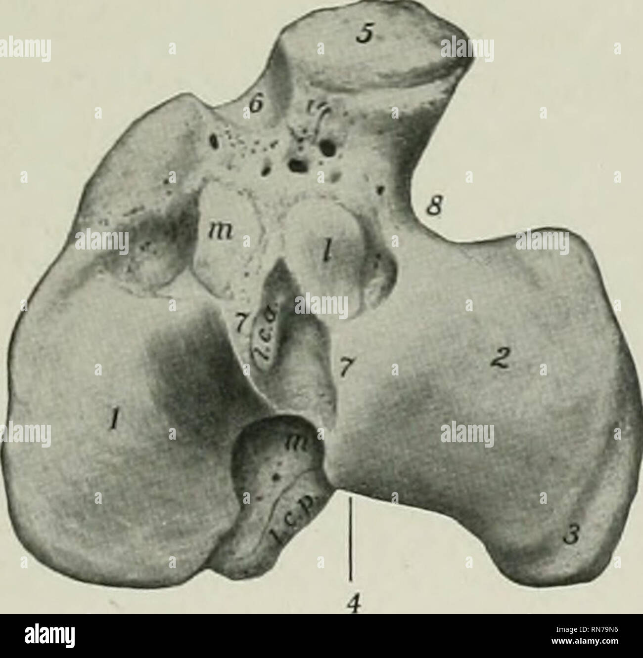 . L'anatomie de l'animal domestique. Anatomie vétérinaire. Le PÉRONÉ 117 ligaments rotuliens. Une encoche semi-circulaire, le sillon lisse musculeuse, sépare le condyle latéral de la tubérosité, donne passage à l'antl tendon commun d'origine de l'appareil extenseur commun des orteils et la digitaline tertius péroniers latéraux. L'extrémité distale (Extremitas distalis) est beaucoup plus petite que la partie proximale de l'un ; c'est r|dans uadrangular forme et plus grand que médialement latéralement. Il présente une surface articulaire (cochlée tibiis), qui est adapté à la trochlée tibiale de l'os du tarse, et se compose de deux gorges séparées Banque D'Images