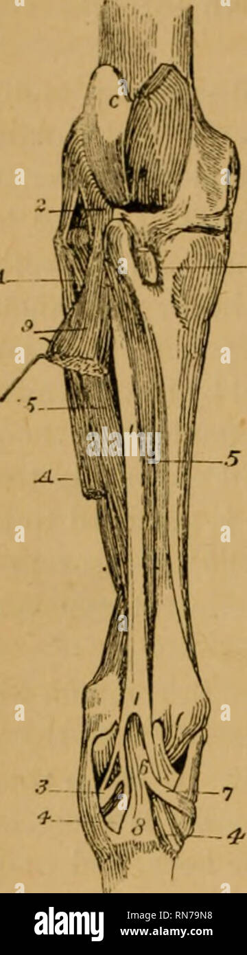 . L'anatomie du cheval ; un guide de dissection. Les chevaux. 70 L'ANATOMIE DU CHEVAL. Le Metatarsi Flexou (fig. 3). Muscle Tliis se compose de deux parties parallèles-a et superficielle une profonde. La division existe dans le superficiel d'un cordon fonn tendineux avec peu ou pas de tissu musculaire, et se pose, en commun avec l'appareil extenseur pedis, à partir de la fosse entre la trochlée et le condyle externe d'fenmr. Ce tendon d'origine passe à travers l'encoche entre la partie antérieure et externe tubérosités à l'extrémité supérieure du tibia, et il est enveloppé par l'option -B de la membrane synoviale fémoro-tibial l Banque D'Images