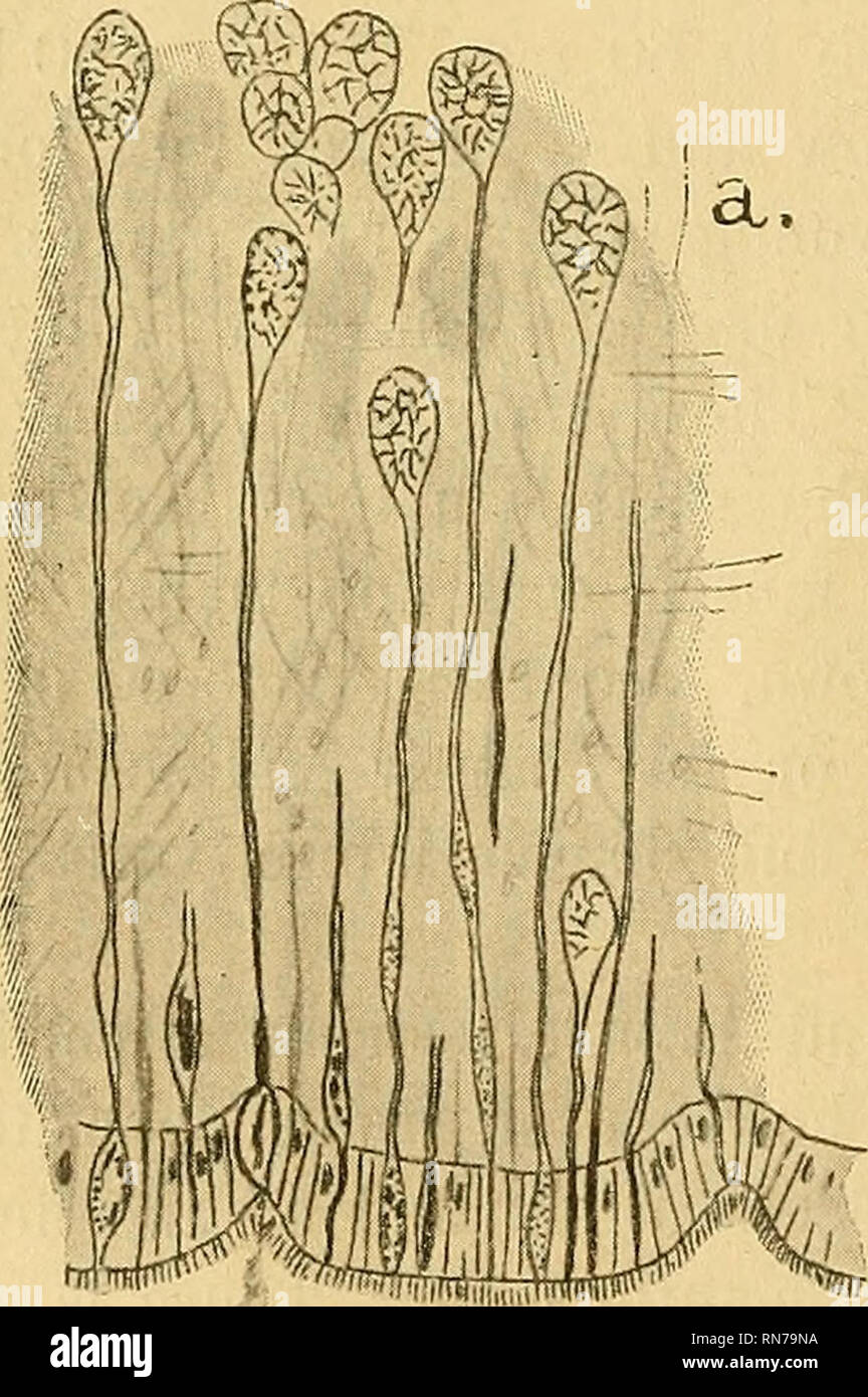 . L'anatomie de Lottia gigantea gris. Acmaeidae ; Lottia gigantea gris. gzLZ*-^  --- Fig. B. Un échantillon pris sur le milieu du corps pour afficher le cours des fibres musculaires du muscle, Shell et la disposition de cellules glandulaires de sole. Gl dans les cellules muqueuses, seul Gn gonade, Med. 8 sinus sanguin médian, l foie, rein droit K R., R. K' cette partie sur le côté gauche du corps, Y, Y' point où les vaisseaux sanguins de passer dans des gonades gonades entre la membrane et le rein droit, Z, Z' ligne ventrale d'au- tachment de cette membrane. plus grande, est en face de la base du ctenidium, tandis que le droit oc- Banque D'Images