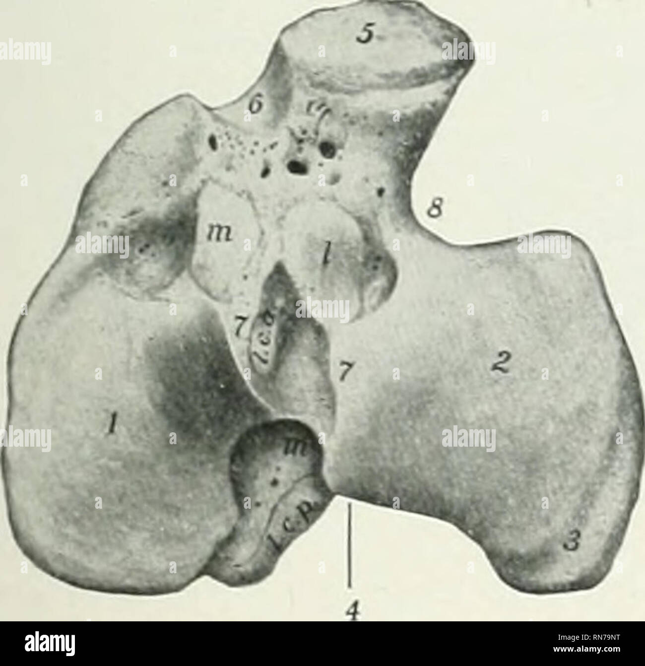 . L'anatomie de l'animal domestique. Anatomie vétérinaire. Le PÉRONÉ 117 ligaments rotuliens. Une encoche semi-circulaire, le sillon lisse musculeuse, sépare le tulierosity du condyle latéral, et donne passage à la politique commune de tendon d'origine du muscle extenseur commun des orteils et la digitaline tertius péroniers latéraux. L'extrémité distale (Extremitas distalis) est beaucoup plus petite que la partie proximale de l'un ; c'est (juadrangular meilially en forme et plus grande que latéralement. Il présente une surface articulaire (tiliia^ cochlée), qui est adapté à de la trochlée^ os tarsiens tibiale, et se compose de deux gorges séparation Banque D'Images